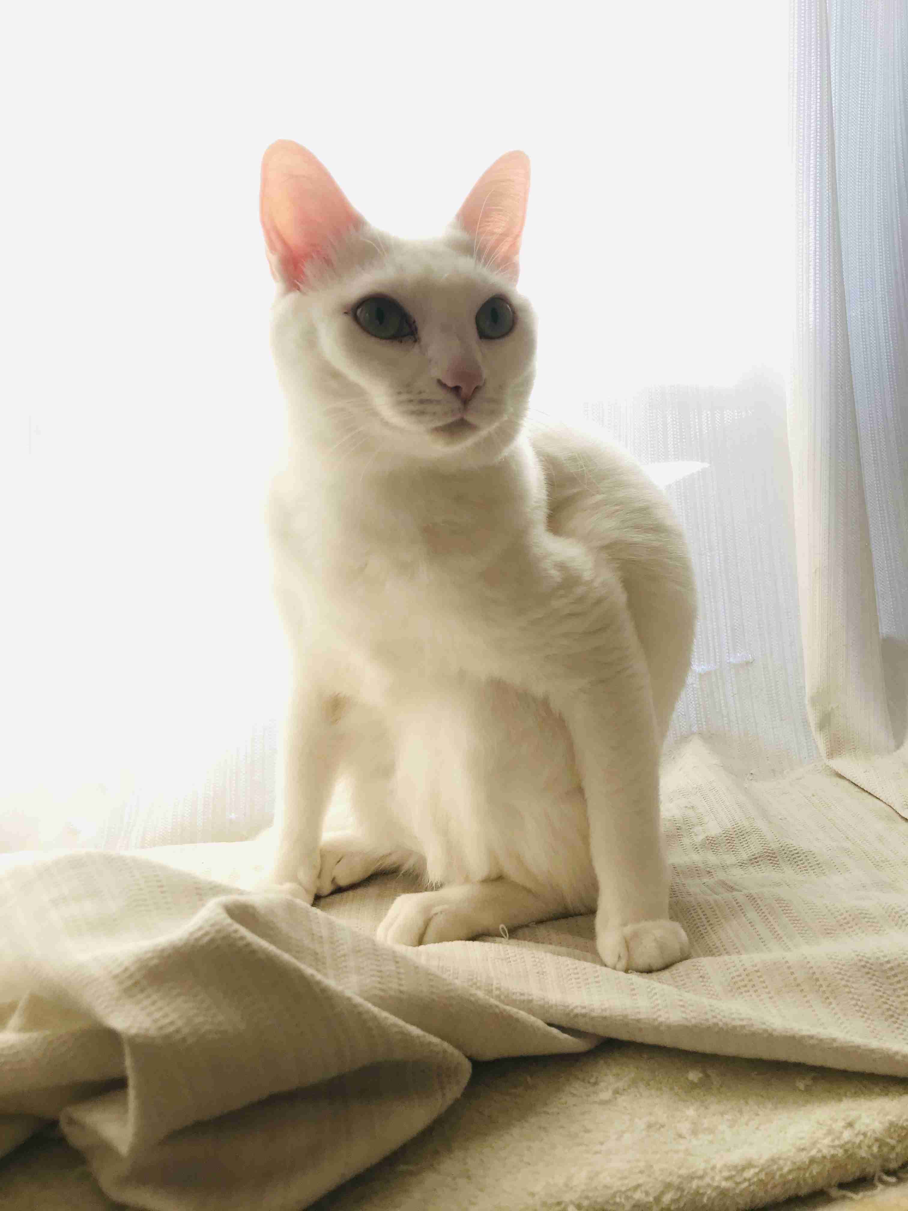 (身バレしない程度に)お宅の猫ちゃん見せてください！part8