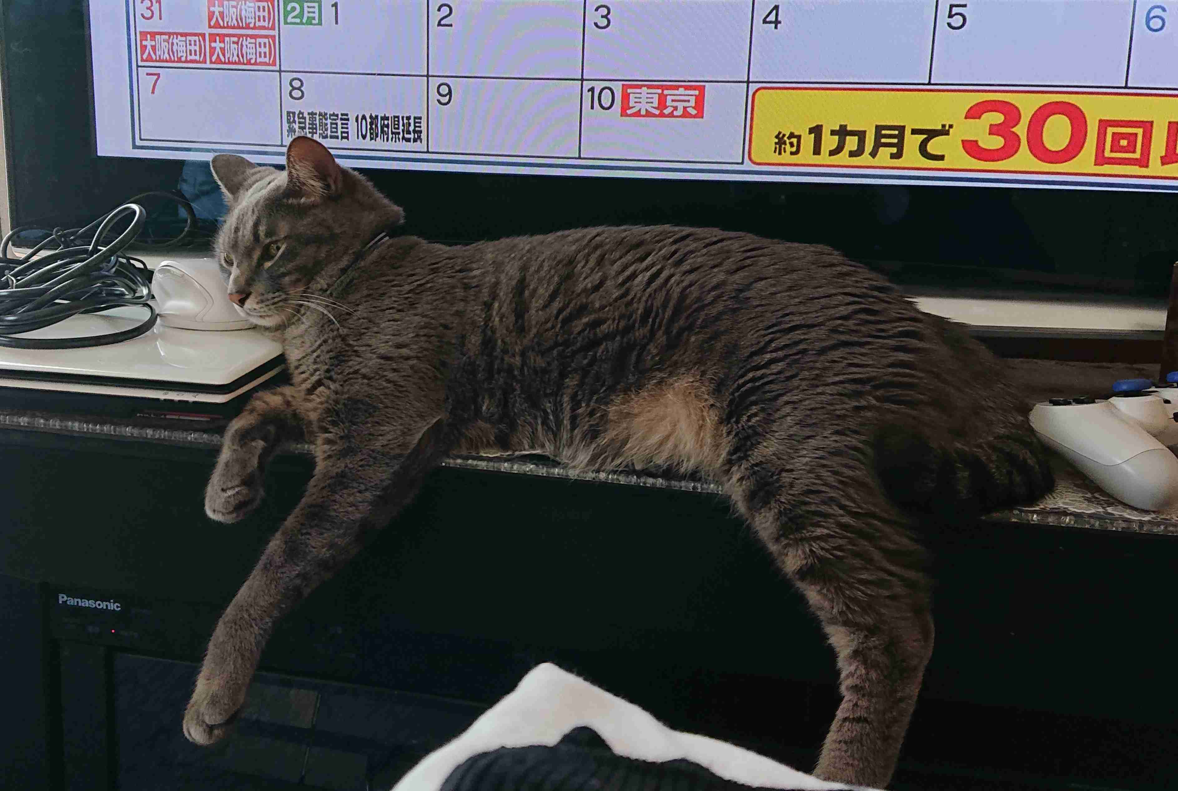 (身バレしない程度に)お宅の猫ちゃん見せてください！part8