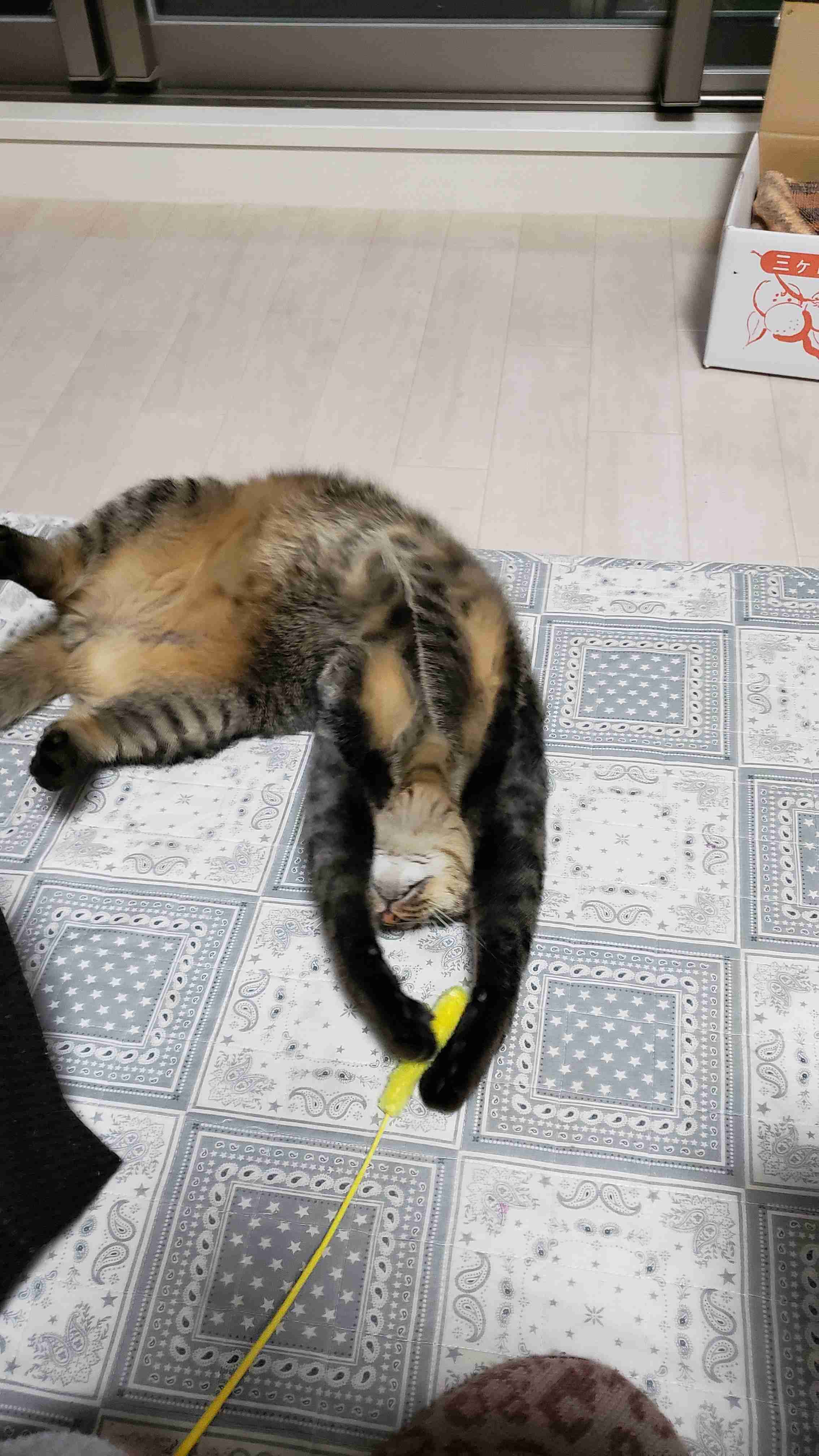 (身バレしない程度に)お宅の猫ちゃん見せてください！part8