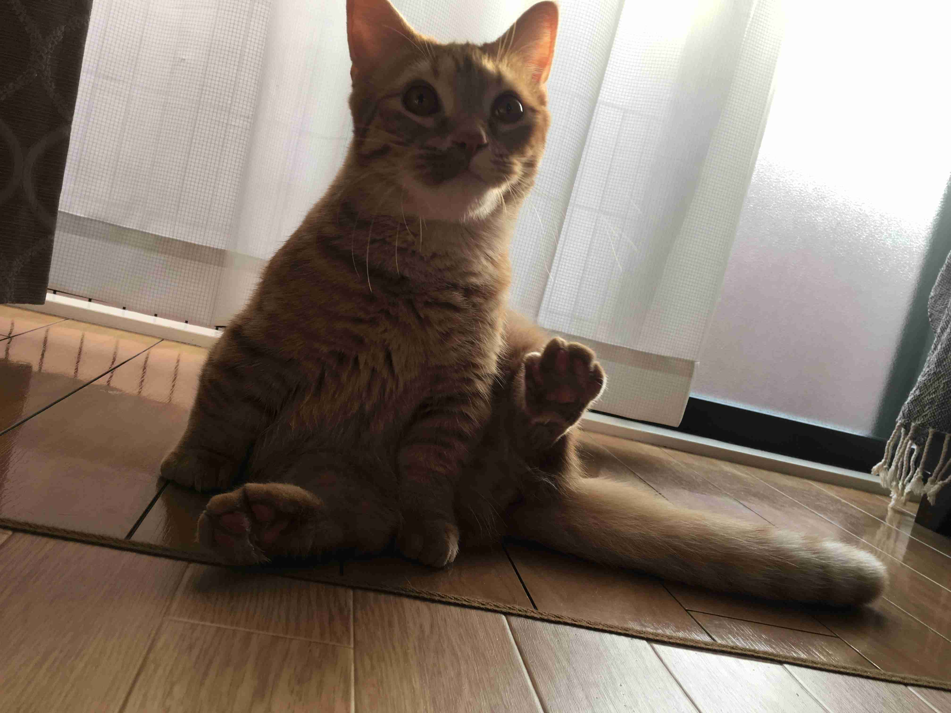 (身バレしない程度に)お宅の猫ちゃん見せてください！part8