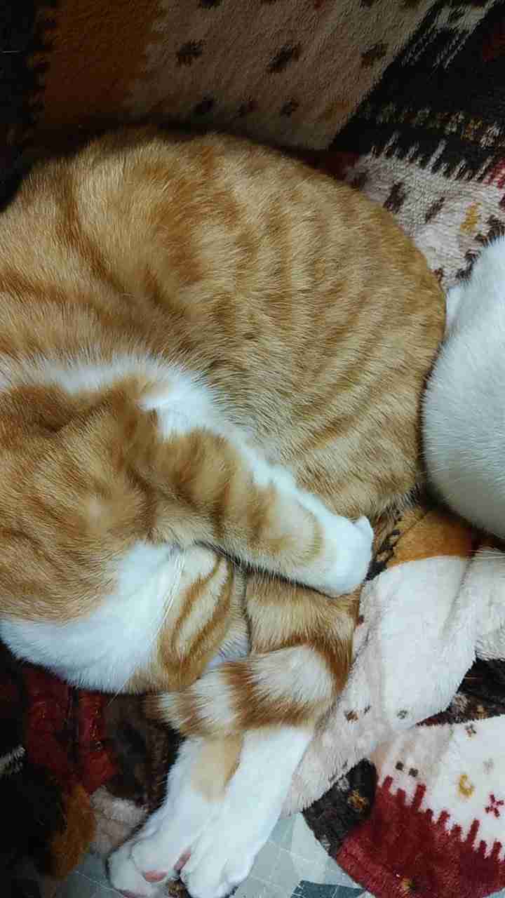 (身バレしない程度に)お宅の猫ちゃん見せてください！part8