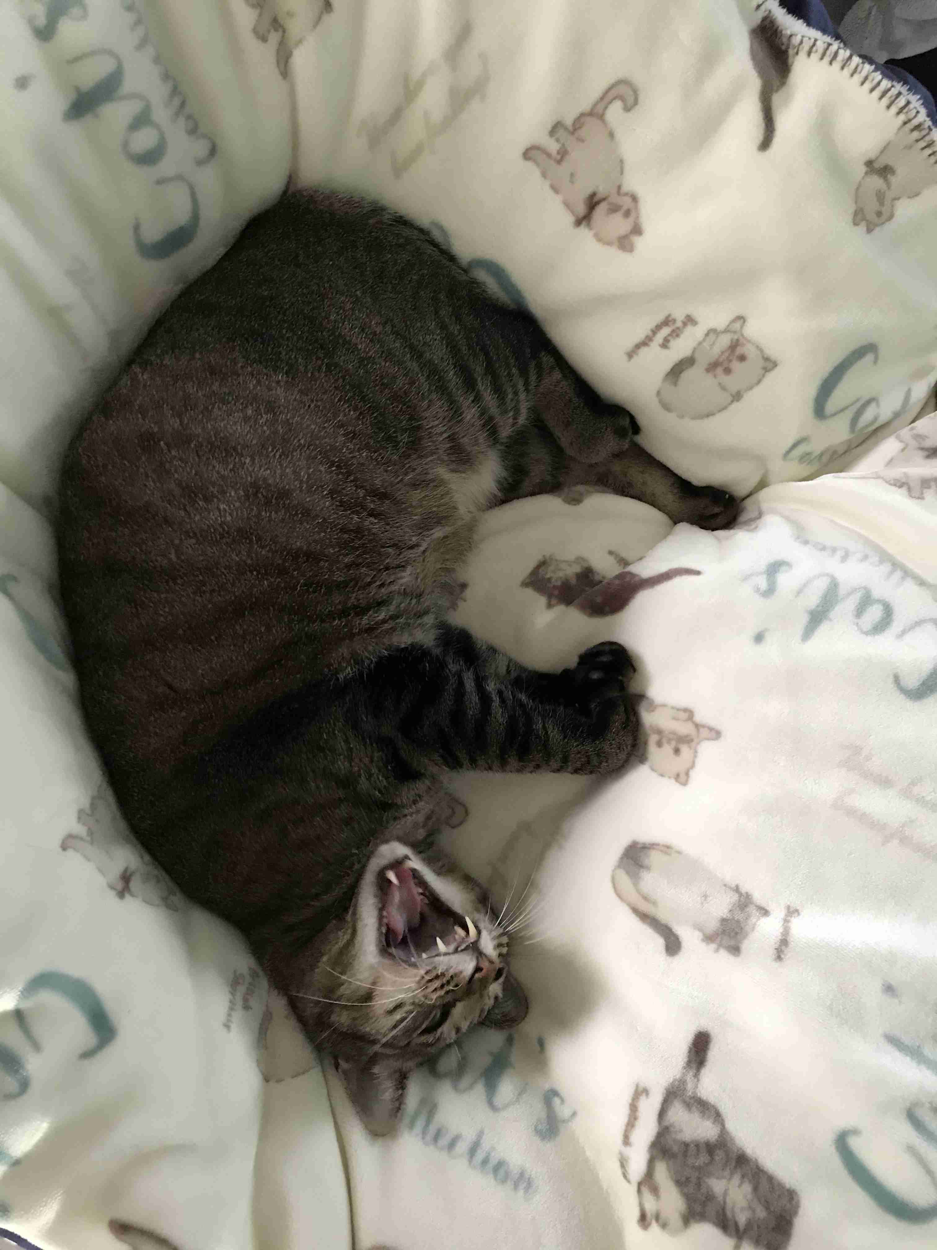 (身バレしない程度に)お宅の猫ちゃん見せてください！part8