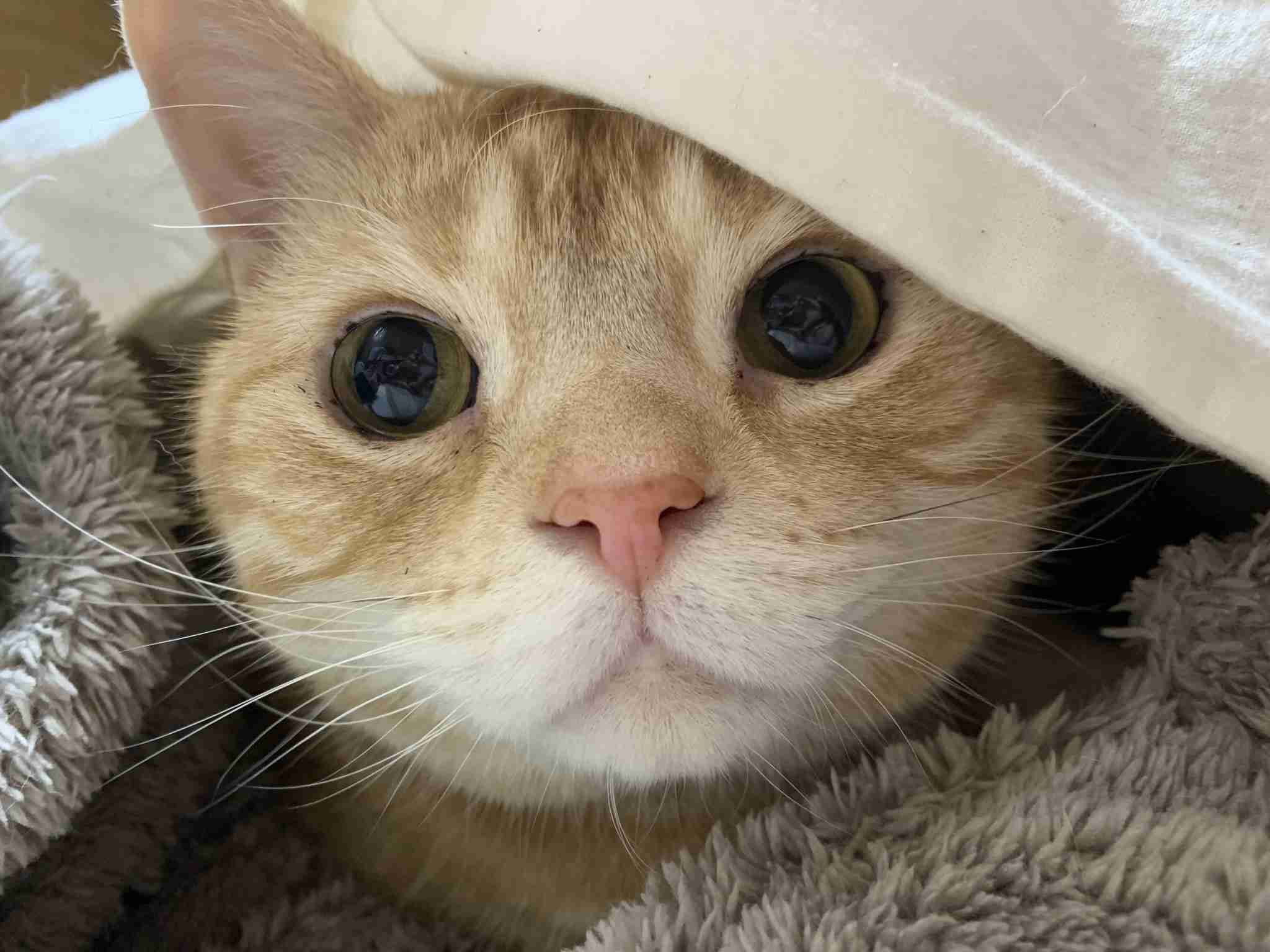 (身バレしない程度に)お宅の猫ちゃん見せてください！part8