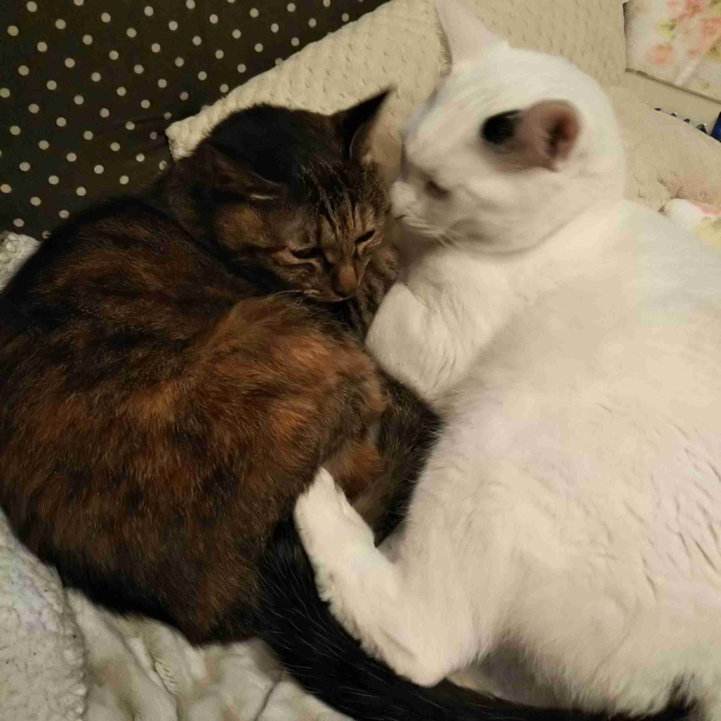 (身バレしない程度に)お宅の猫ちゃん見せてください！part8