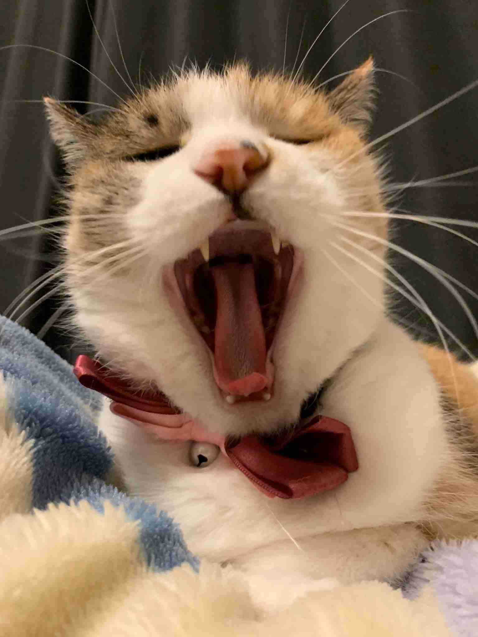 (身バレしない程度に)お宅の猫ちゃん見せてください！part8