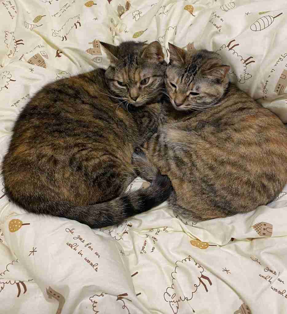 (身バレしない程度に)お宅の猫ちゃん見せてください！part8