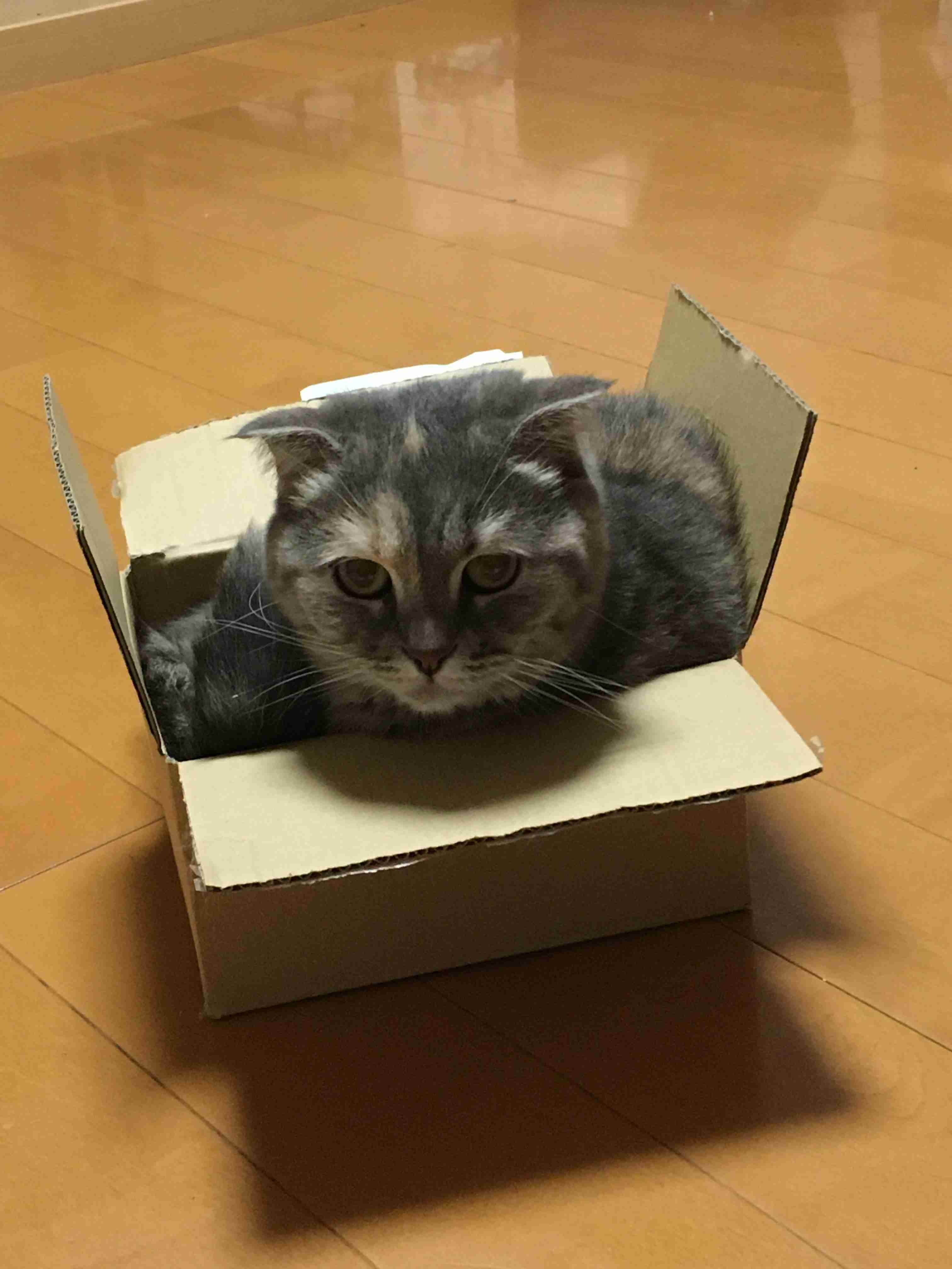(身バレしない程度に)お宅の猫ちゃん見せてください！part8