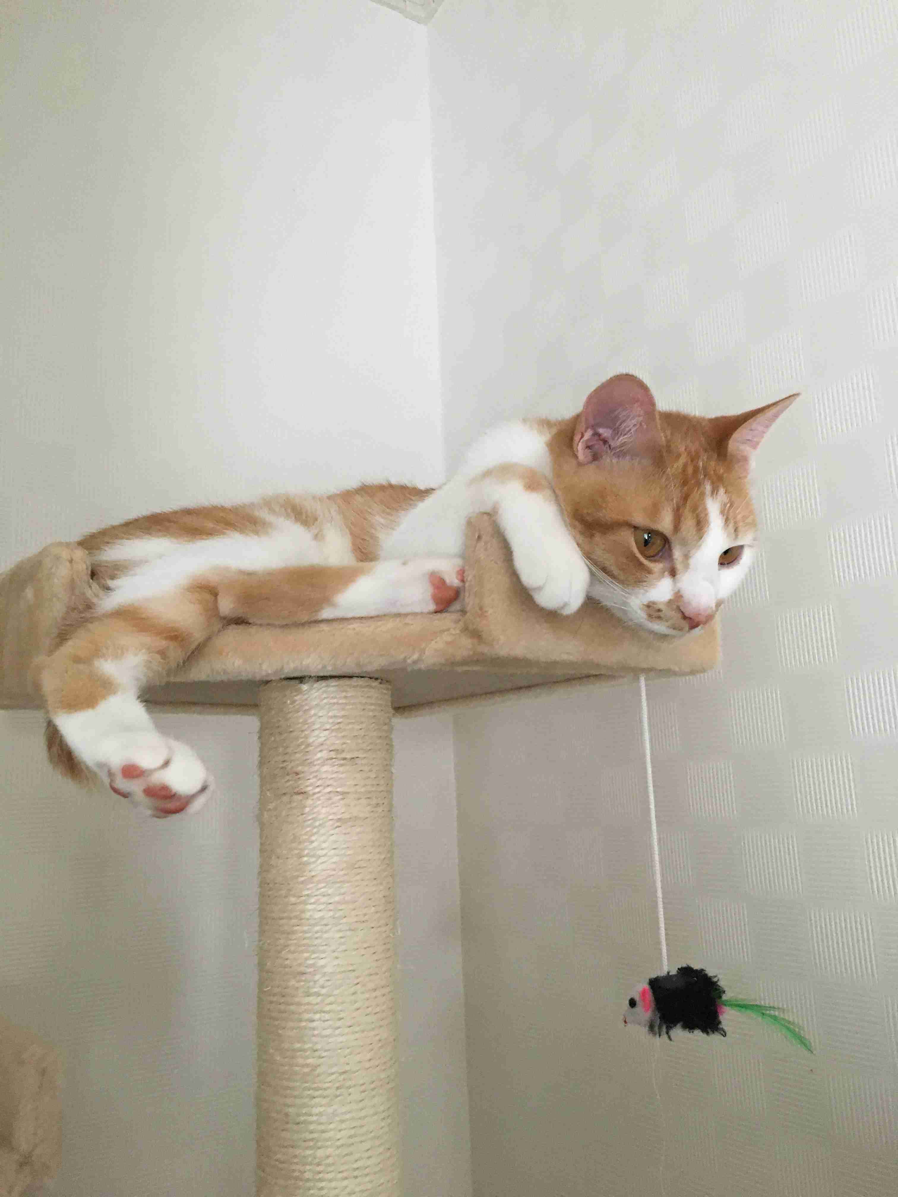 (身バレしない程度に)お宅の猫ちゃん見せてください！part8