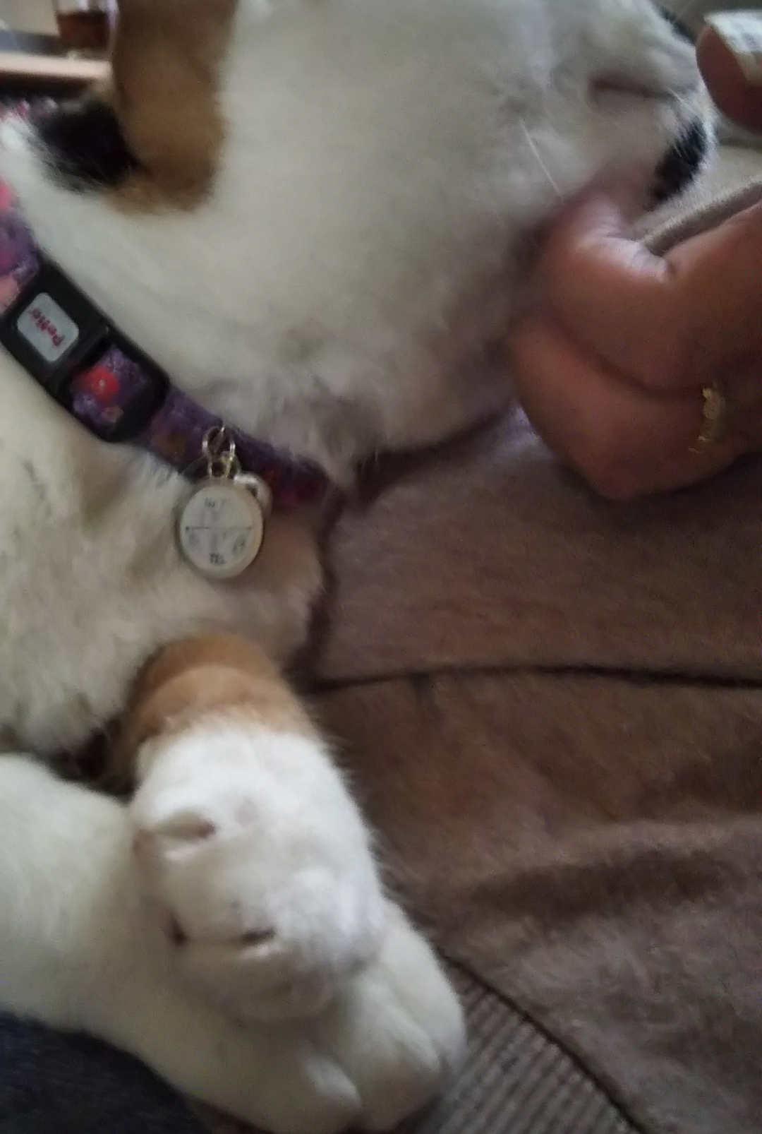 (身バレしない程度に)お宅の猫ちゃん見せてください！part8