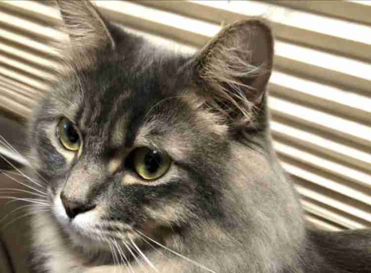 (身バレしない程度に)お宅の猫ちゃん見せてください！part8