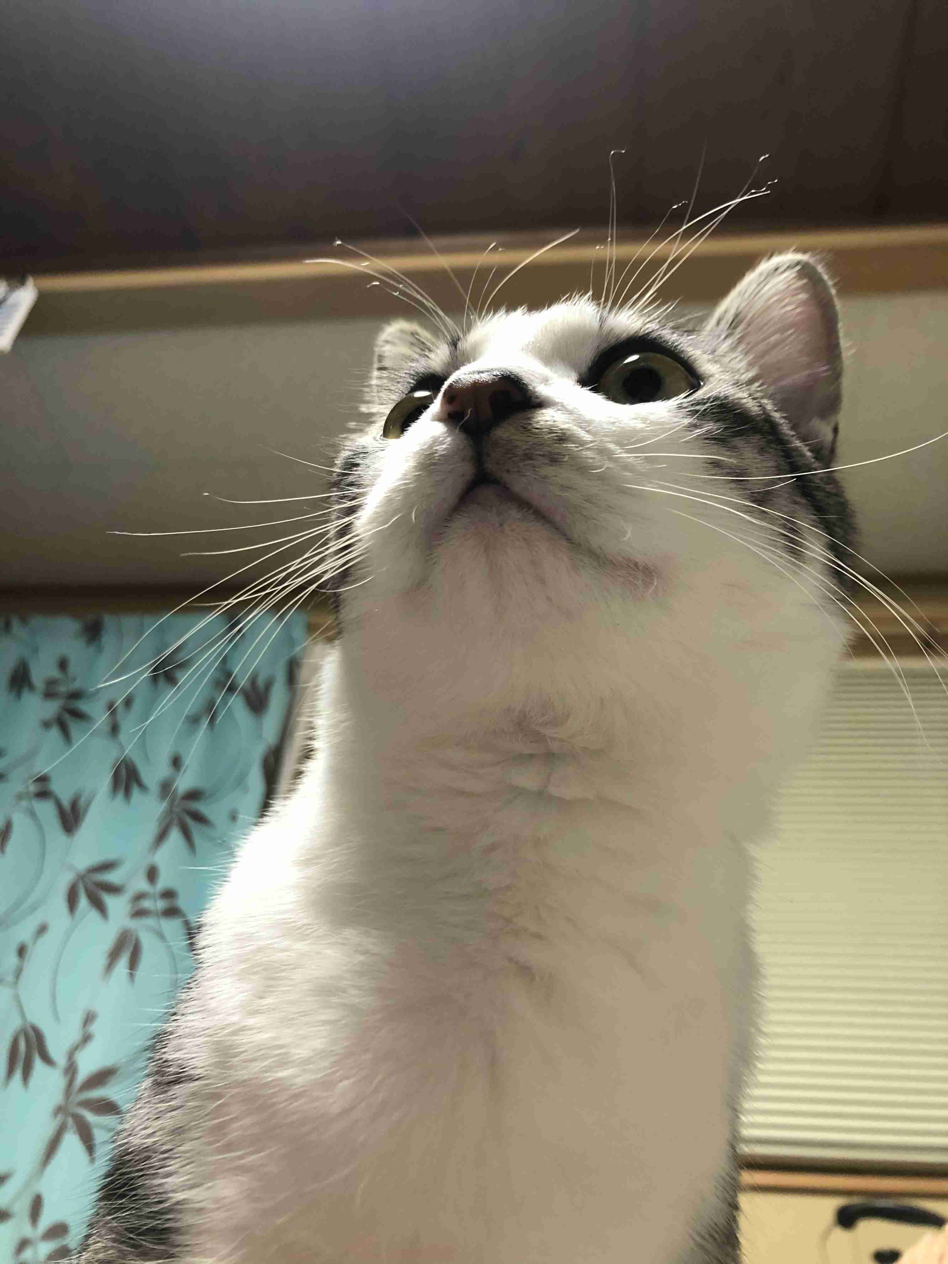 (身バレしない程度に)お宅の猫ちゃん見せてください！part8