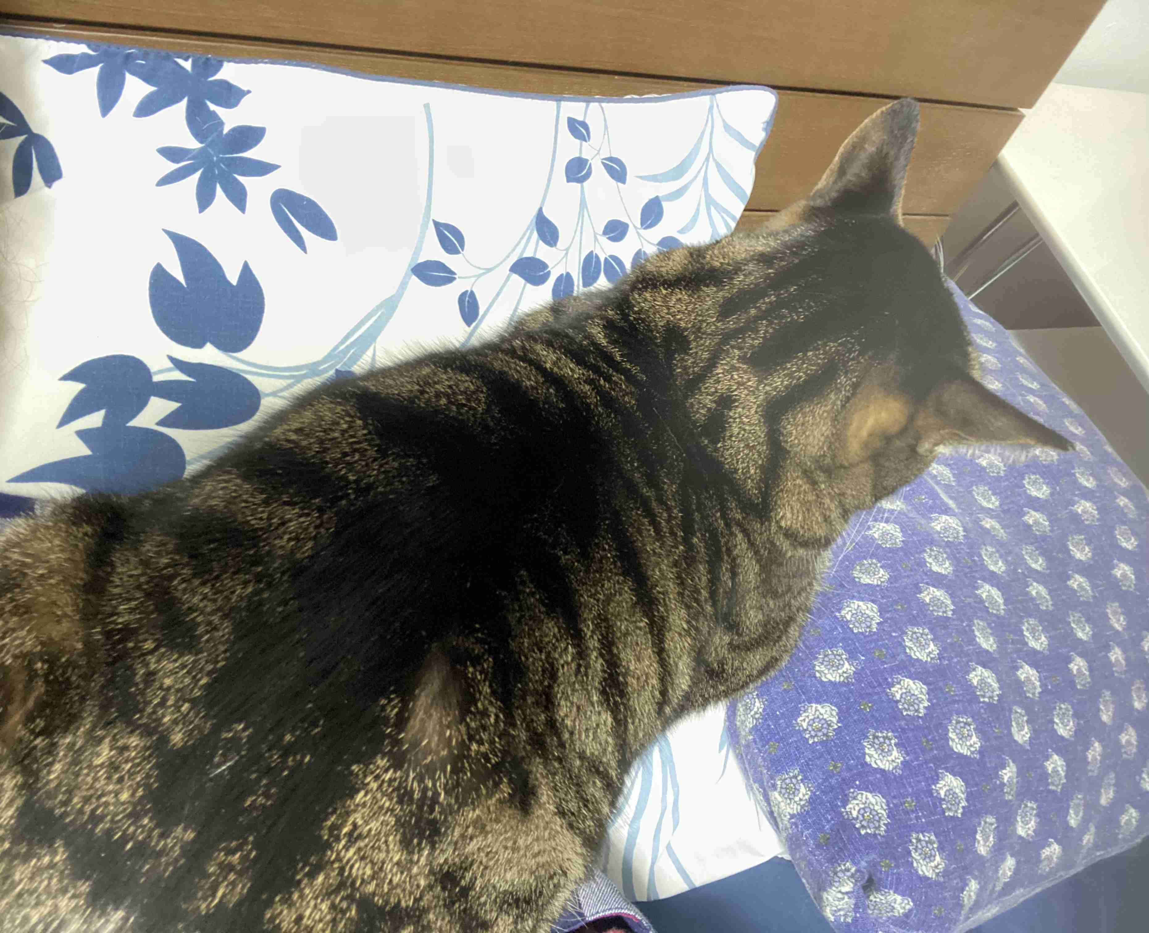 (身バレしない程度に)お宅の猫ちゃん見せてください！part8