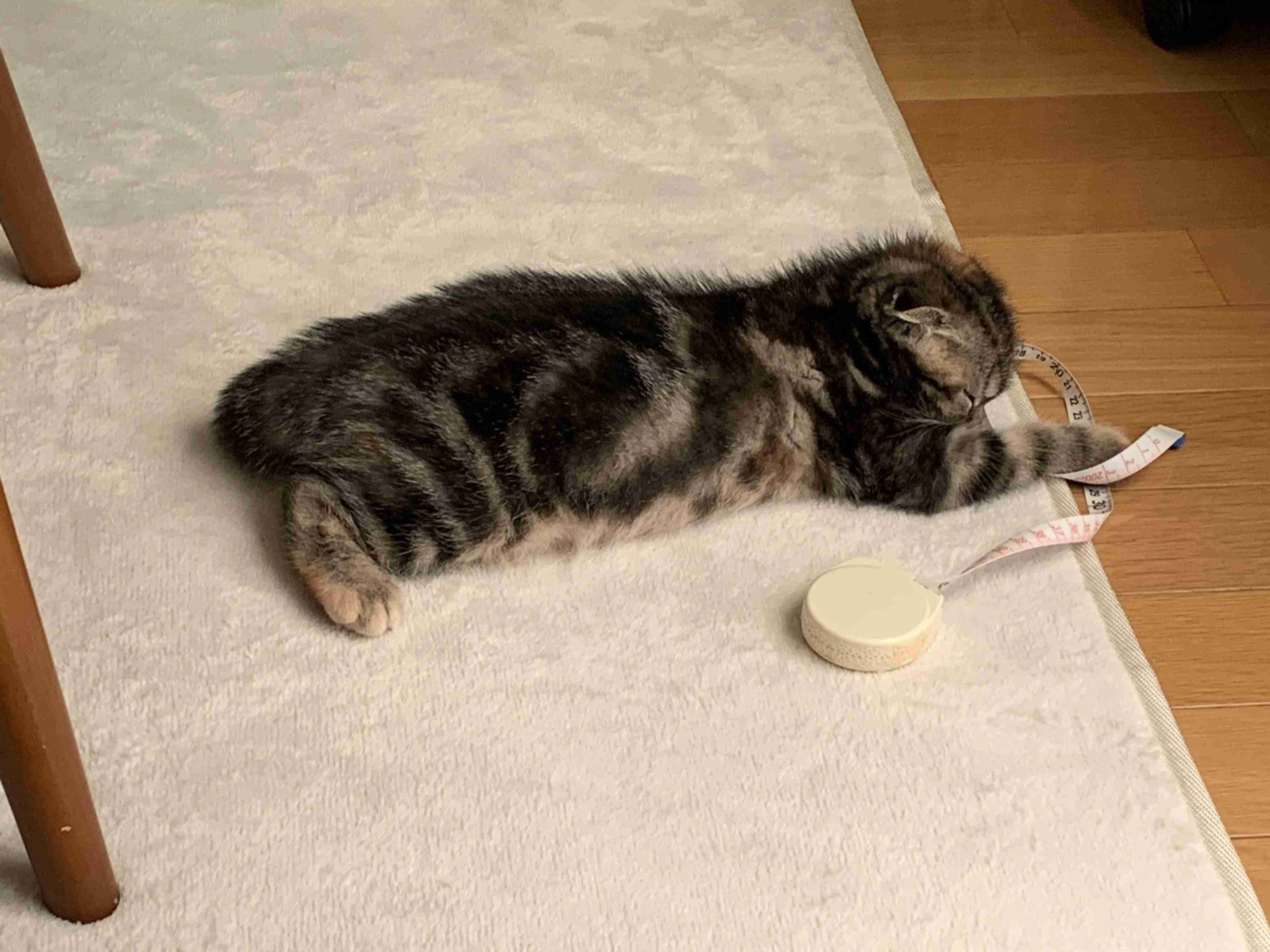 (身バレしない程度に)お宅の猫ちゃん見せてください！part8