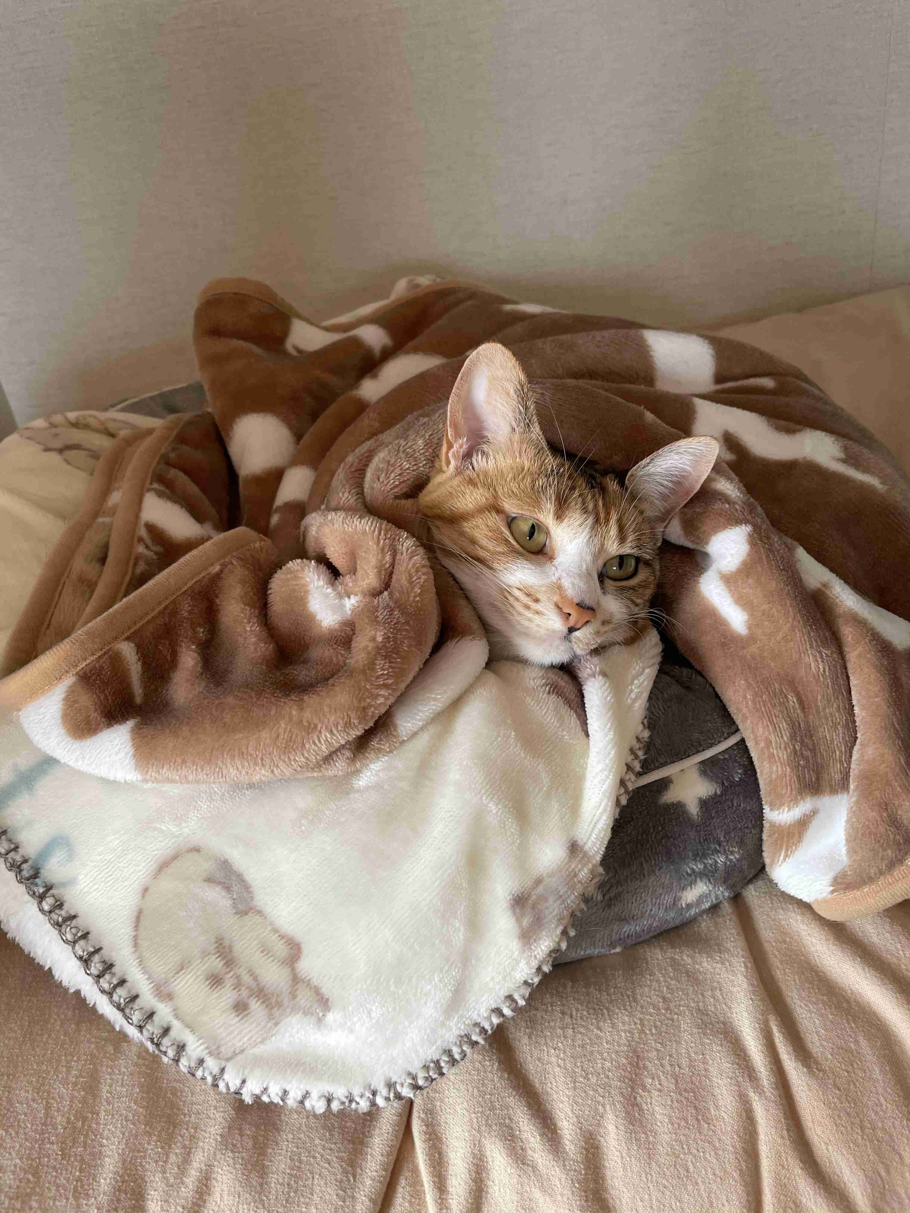 (身バレしない程度に)お宅の猫ちゃん見せてください！part8