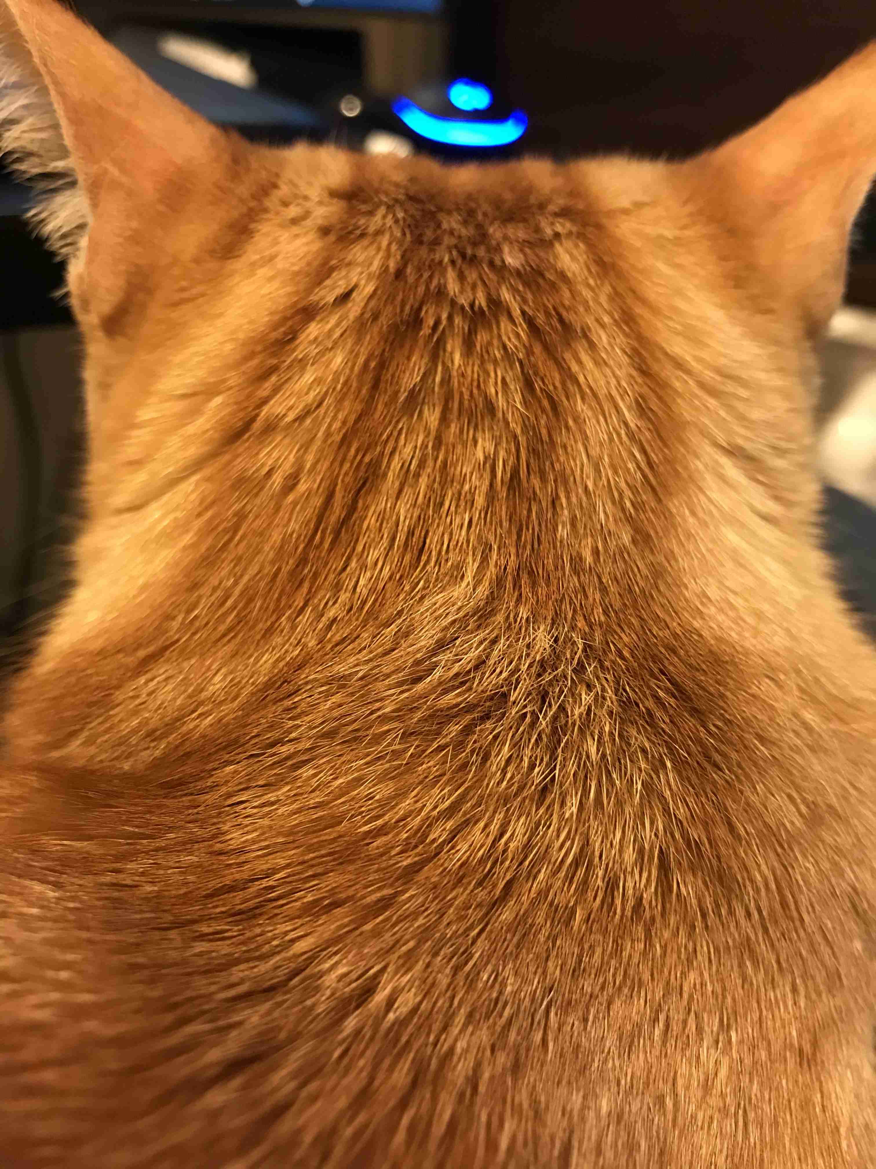 (身バレしない程度に)お宅の猫ちゃん見せてください！part8