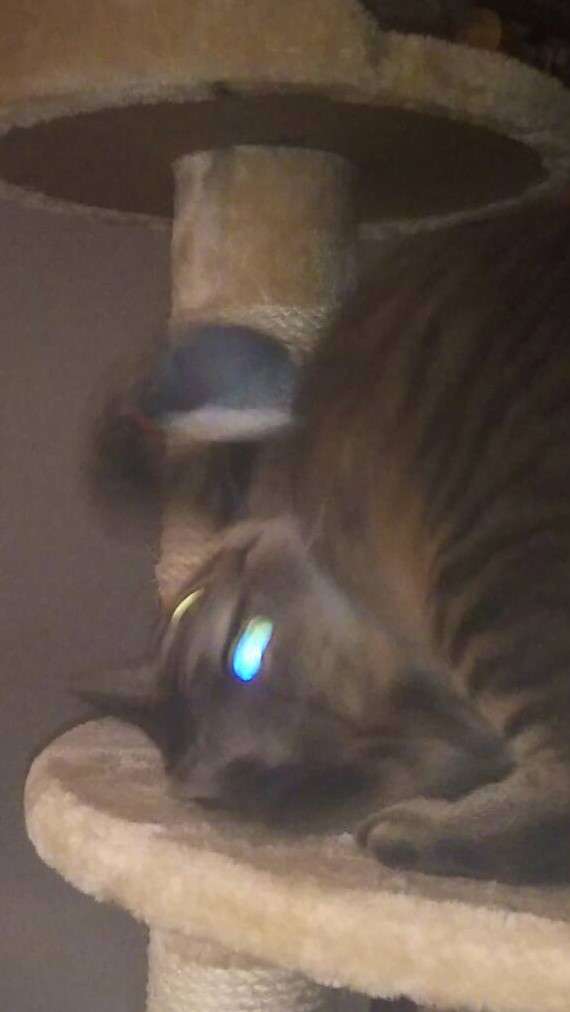 (身バレしない程度に)お宅の猫ちゃん見せてください！part8