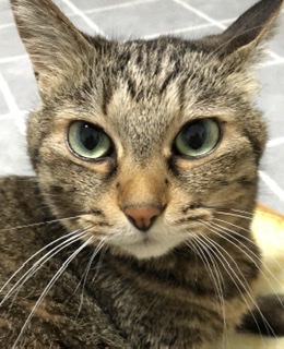 (身バレしない程度に)お宅の猫ちゃん見せてください！part8