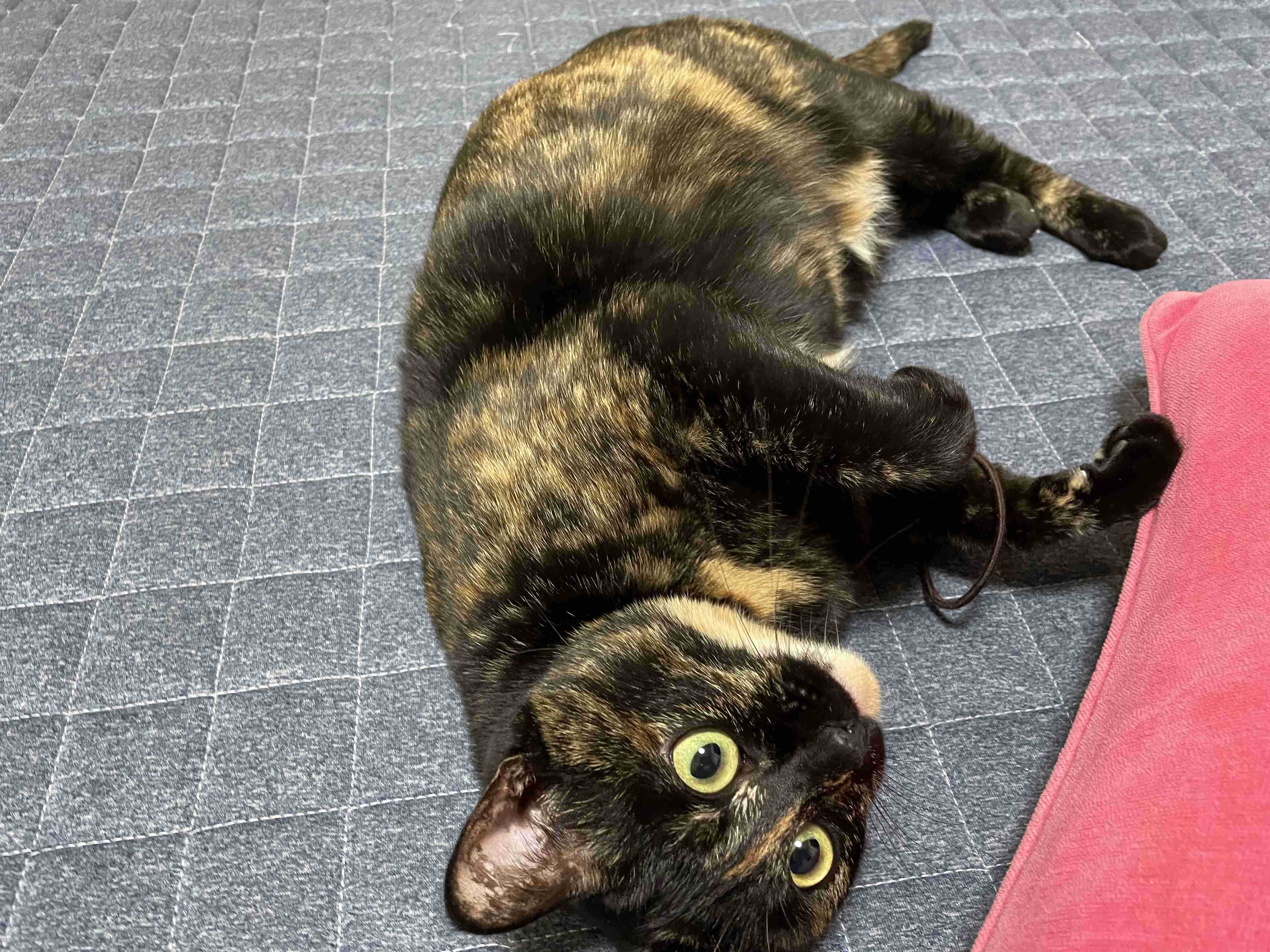 (身バレしない程度に)お宅の猫ちゃん見せてください！part8