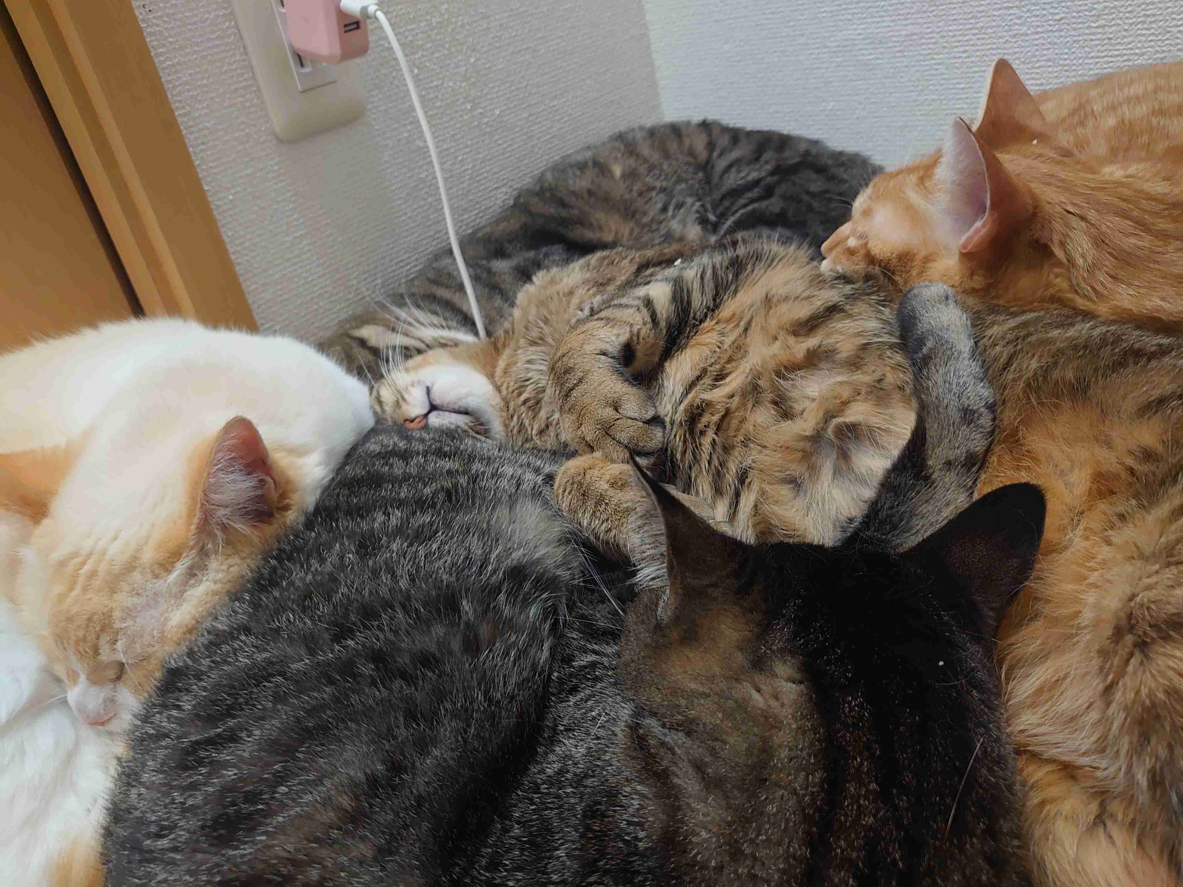 (身バレしない程度に)お宅の猫ちゃん見せてください！part8