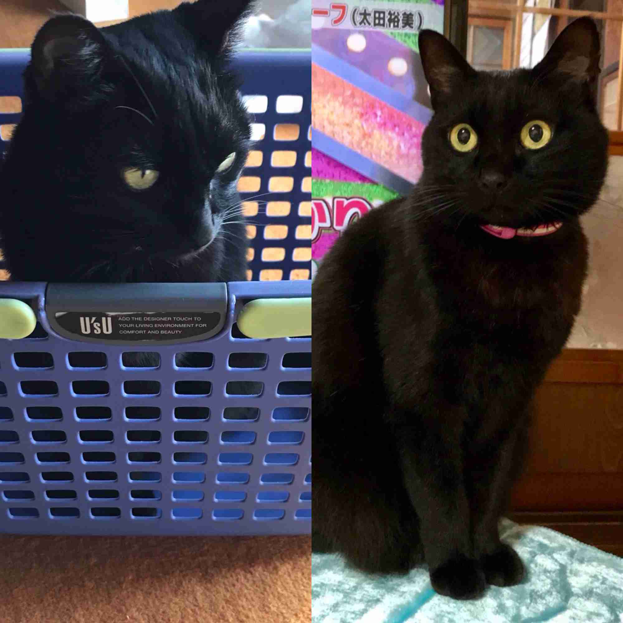 (身バレしない程度に)お宅の猫ちゃん見せてください！part8