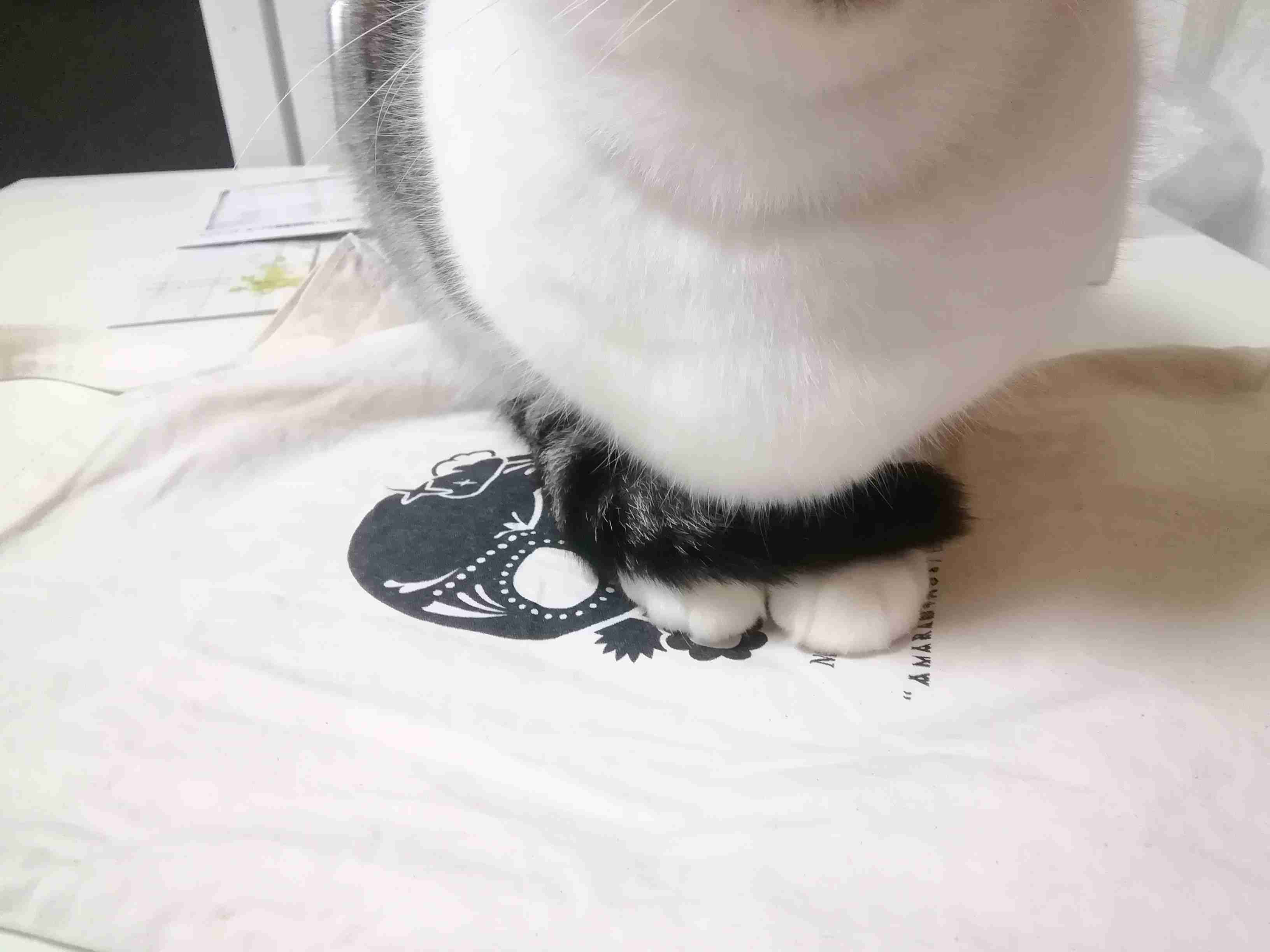 (身バレしない程度に)お宅の猫ちゃん見せてください！part8