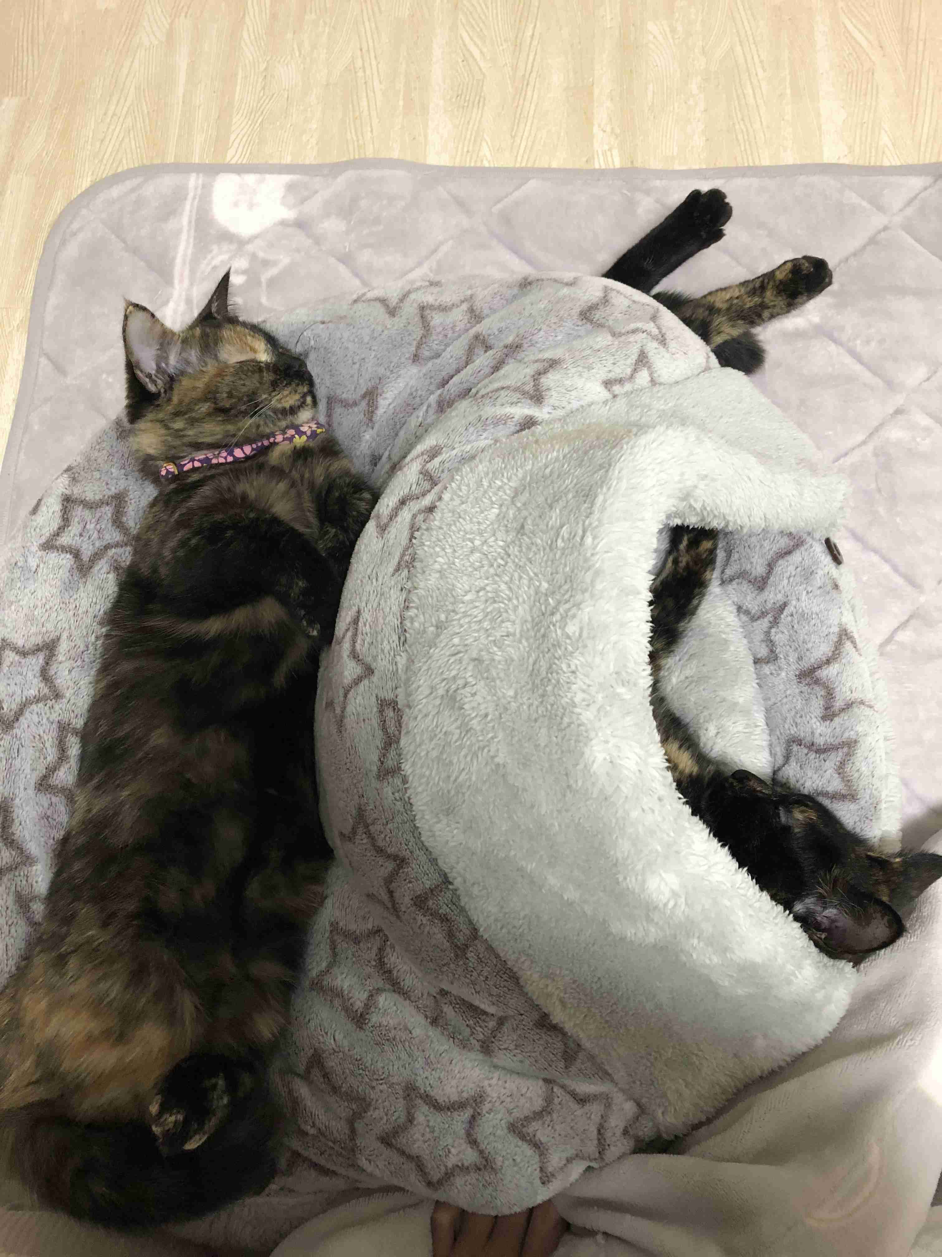 (身バレしない程度に)お宅の猫ちゃん見せてください！part8