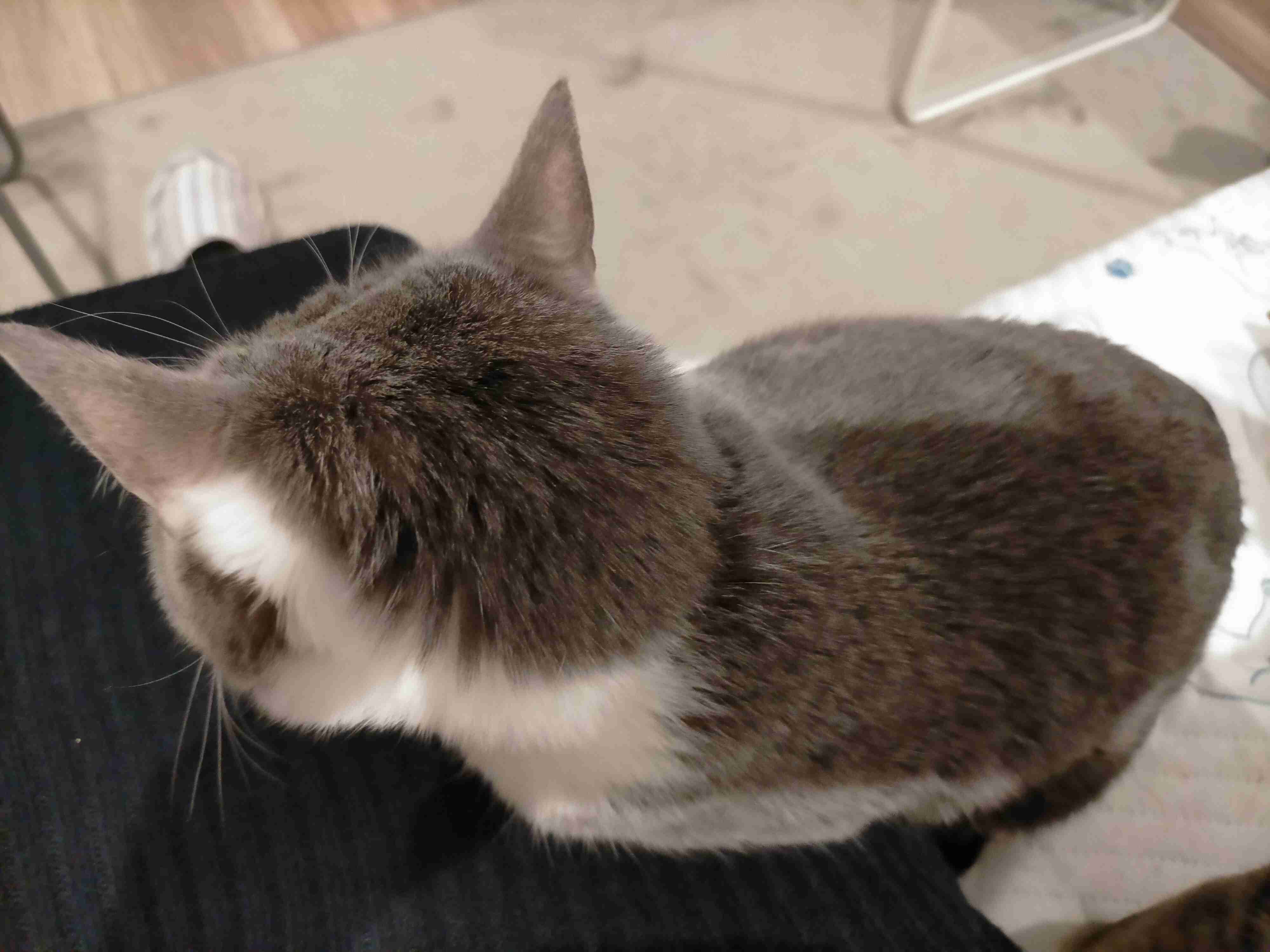 (身バレしない程度に)お宅の猫ちゃん見せてください！part8