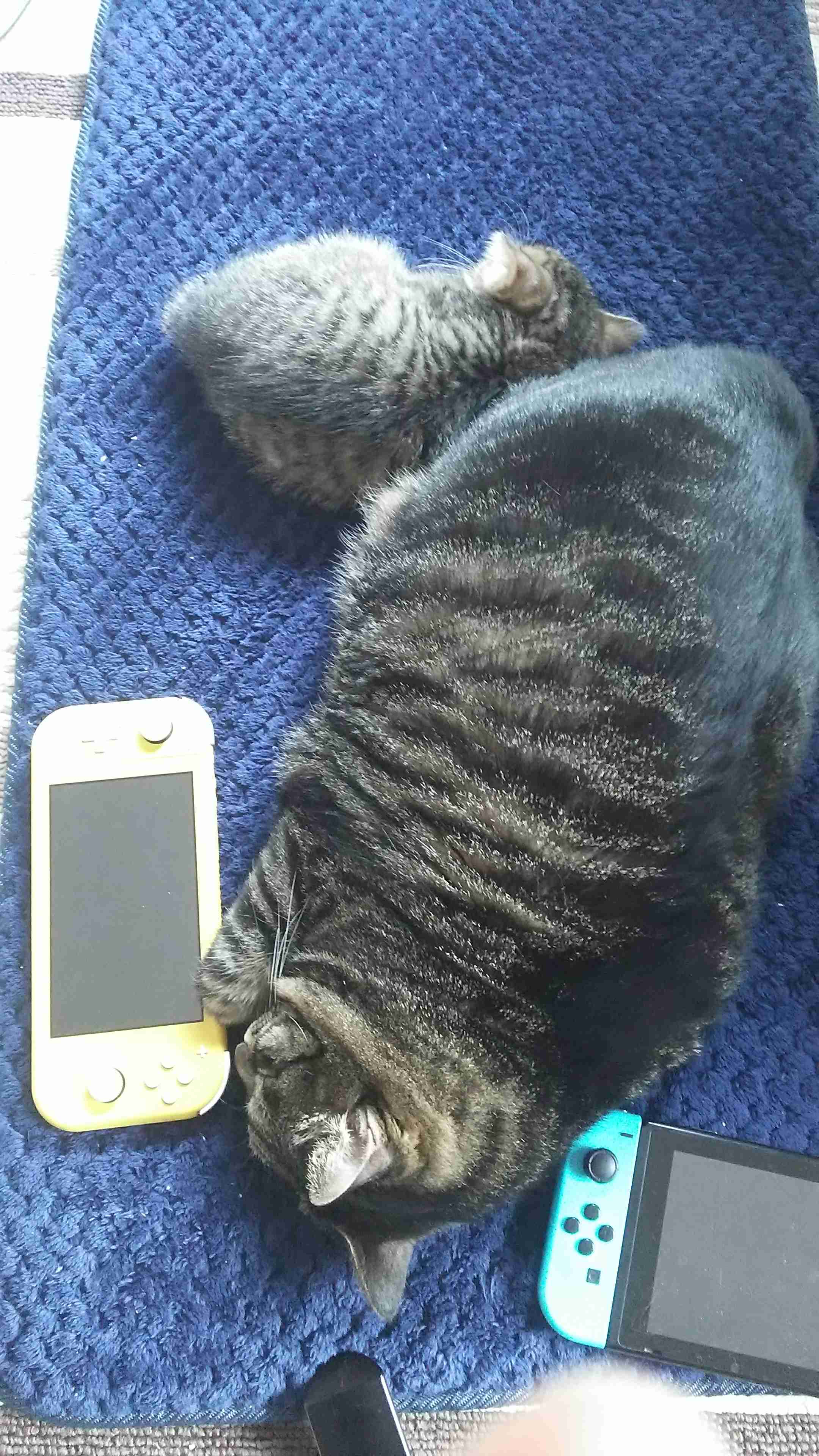 (身バレしない程度に)お宅の猫ちゃん見せてください！part8