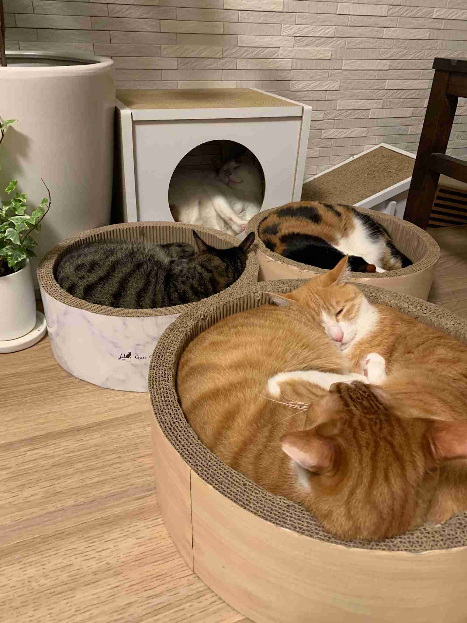 (身バレしない程度に)お宅の猫ちゃん見せてください！part8