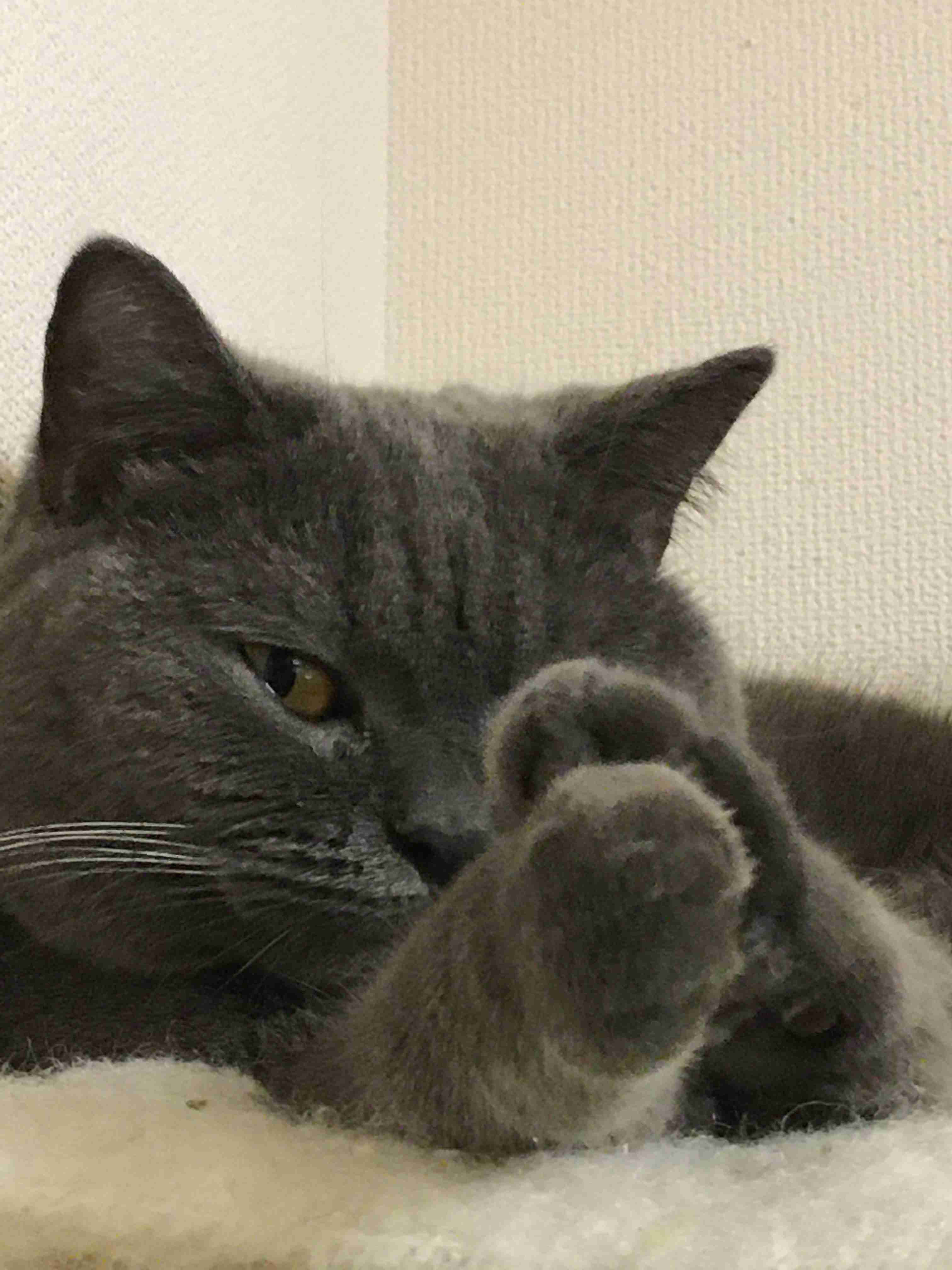 (身バレしない程度に)お宅の猫ちゃん見せてください！part8