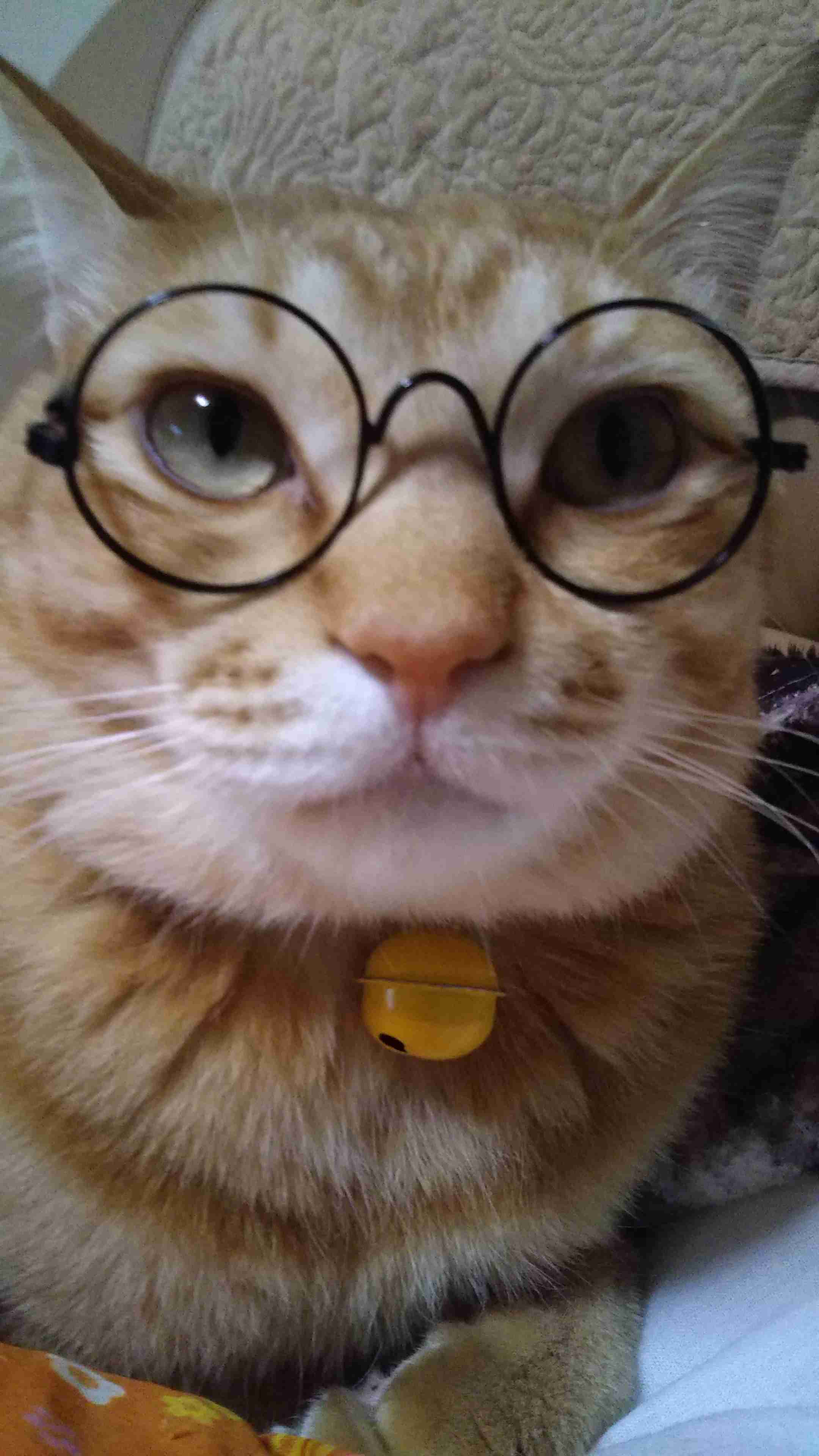 (身バレしない程度に)お宅の猫ちゃん見せてください！part8