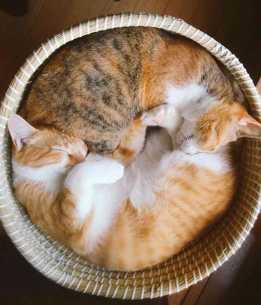 (身バレしない程度に)お宅の猫ちゃん見せてください！part8