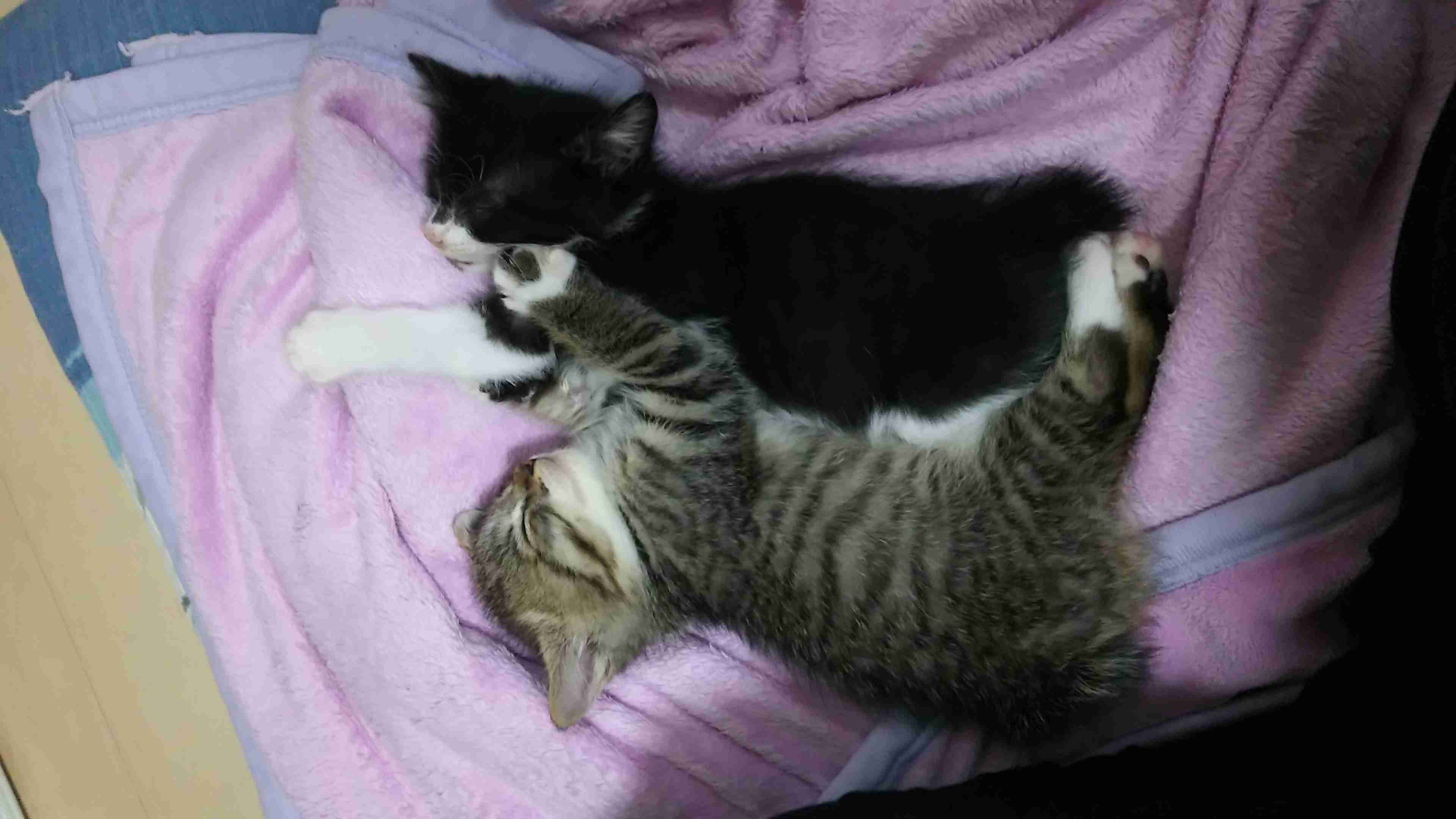 (身バレしない程度に)お宅の猫ちゃん見せてください！part8