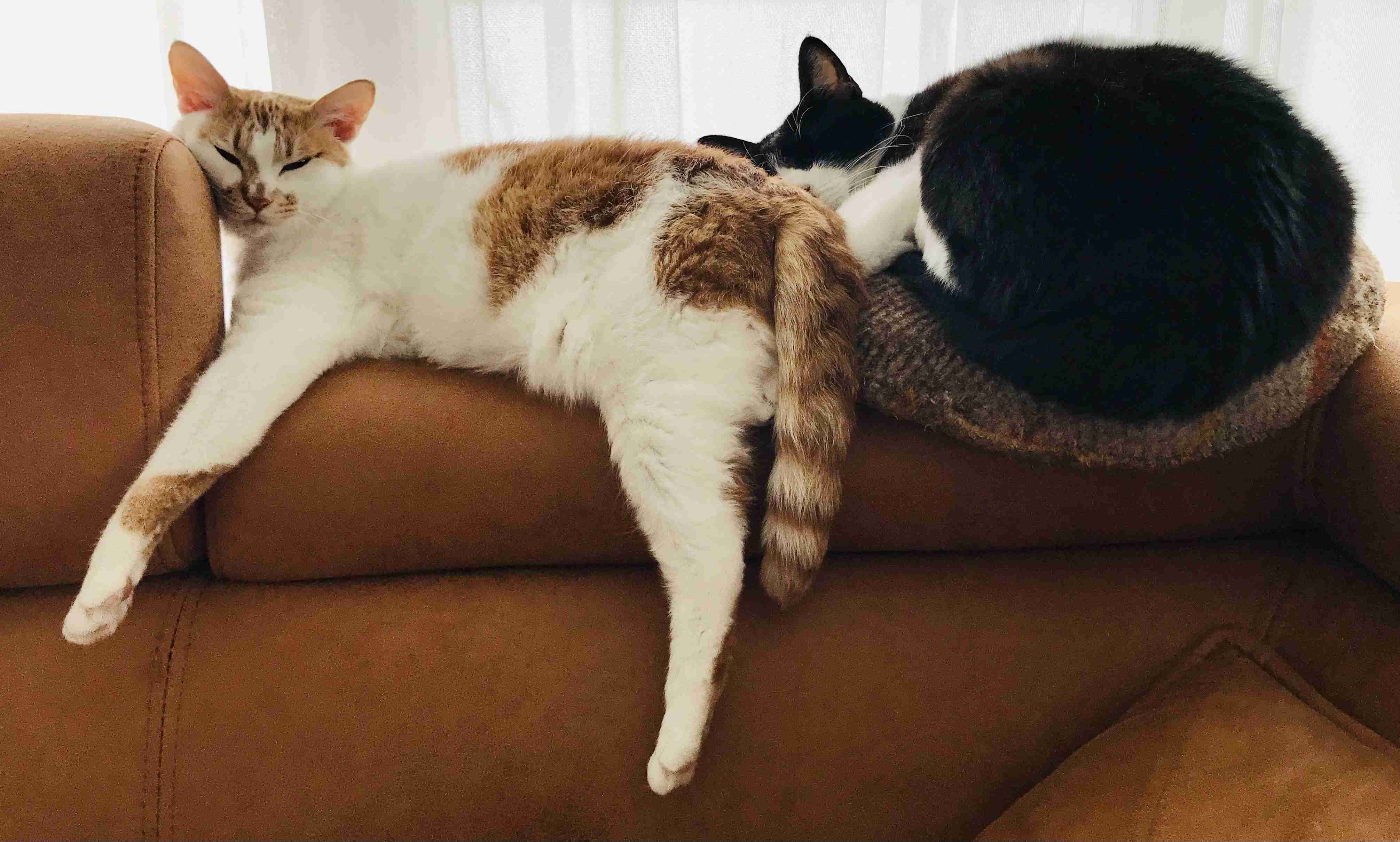 (身バレしない程度に)お宅の猫ちゃん見せてください！part8