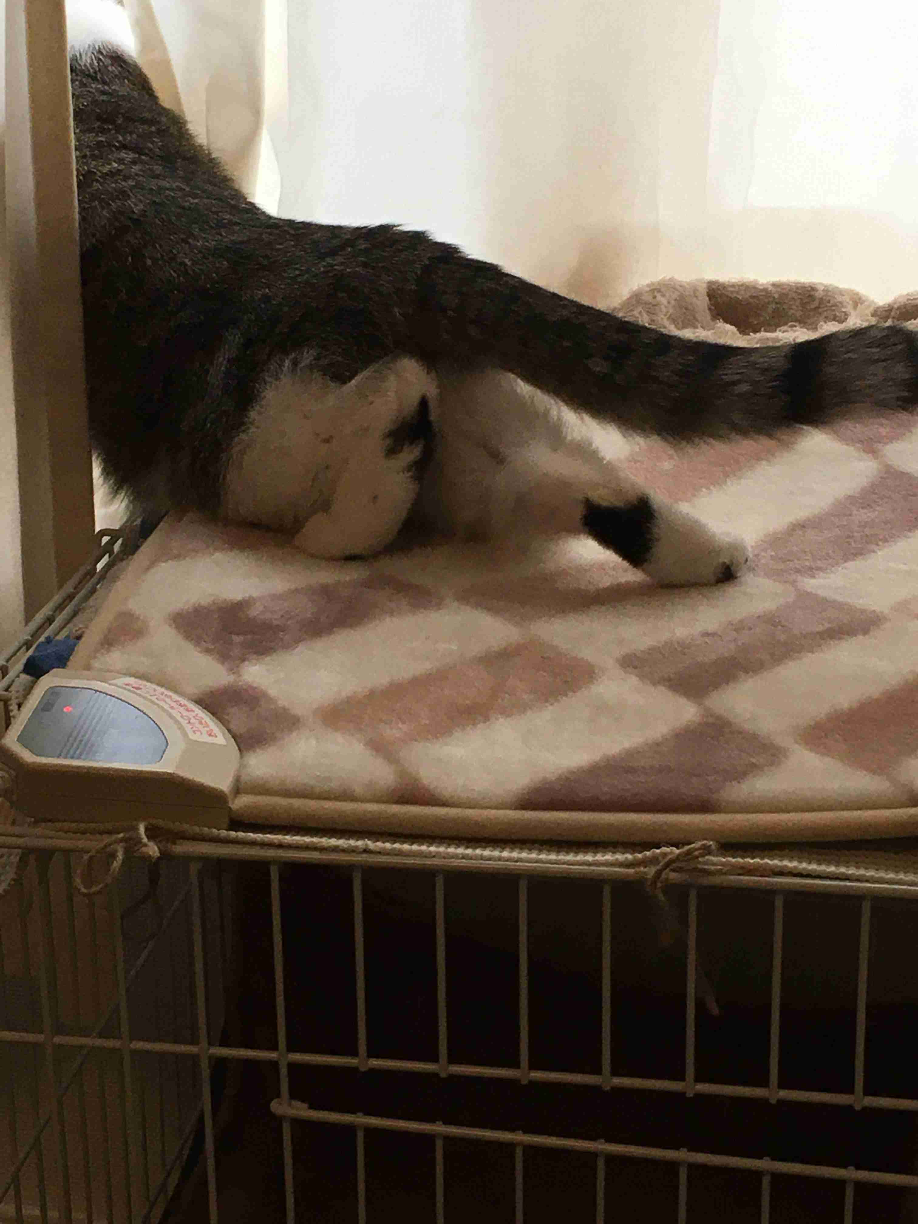 (身バレしない程度に)お宅の猫ちゃん見せてください！part8