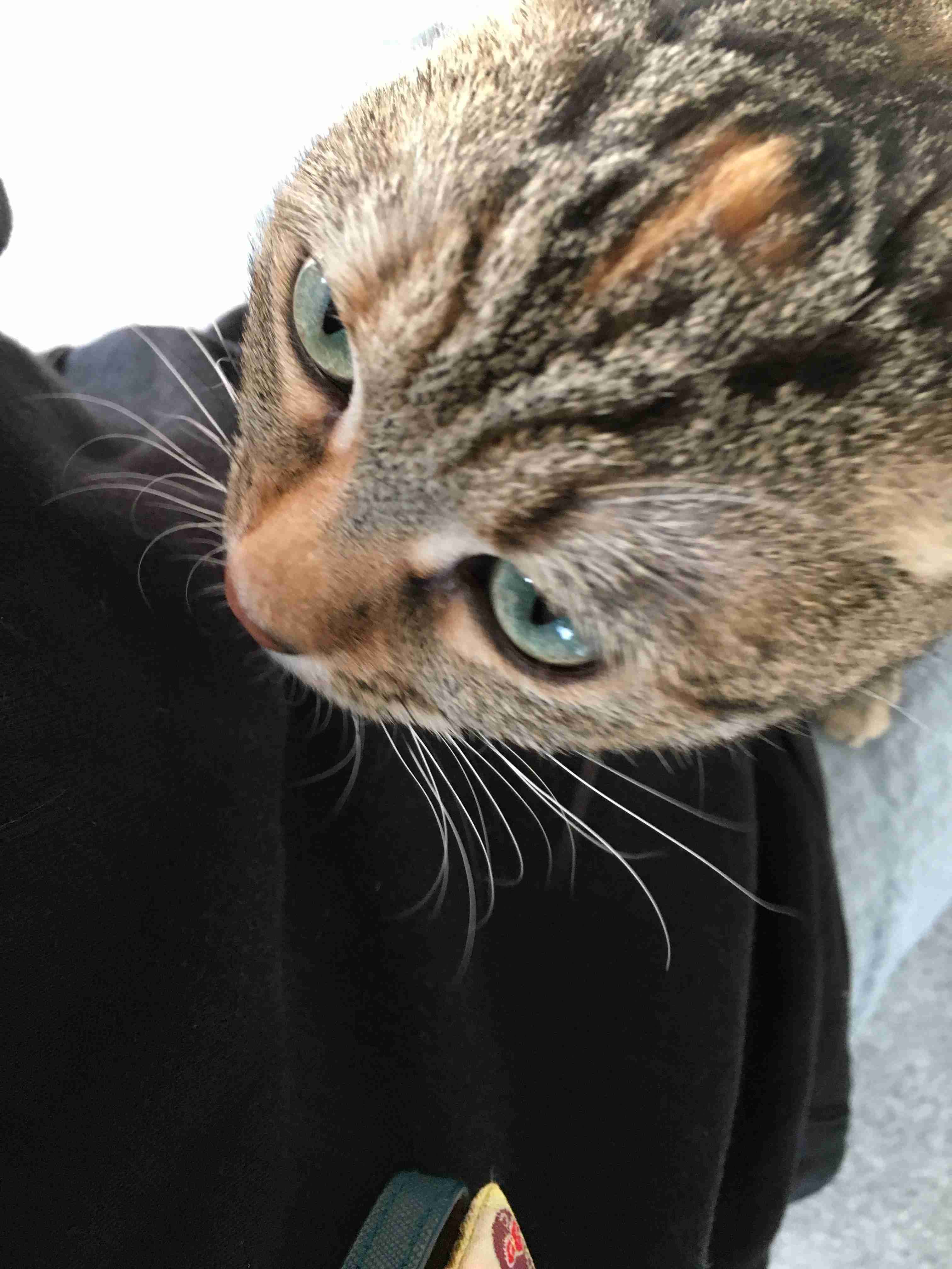 (身バレしない程度に)お宅の猫ちゃん見せてください！part8