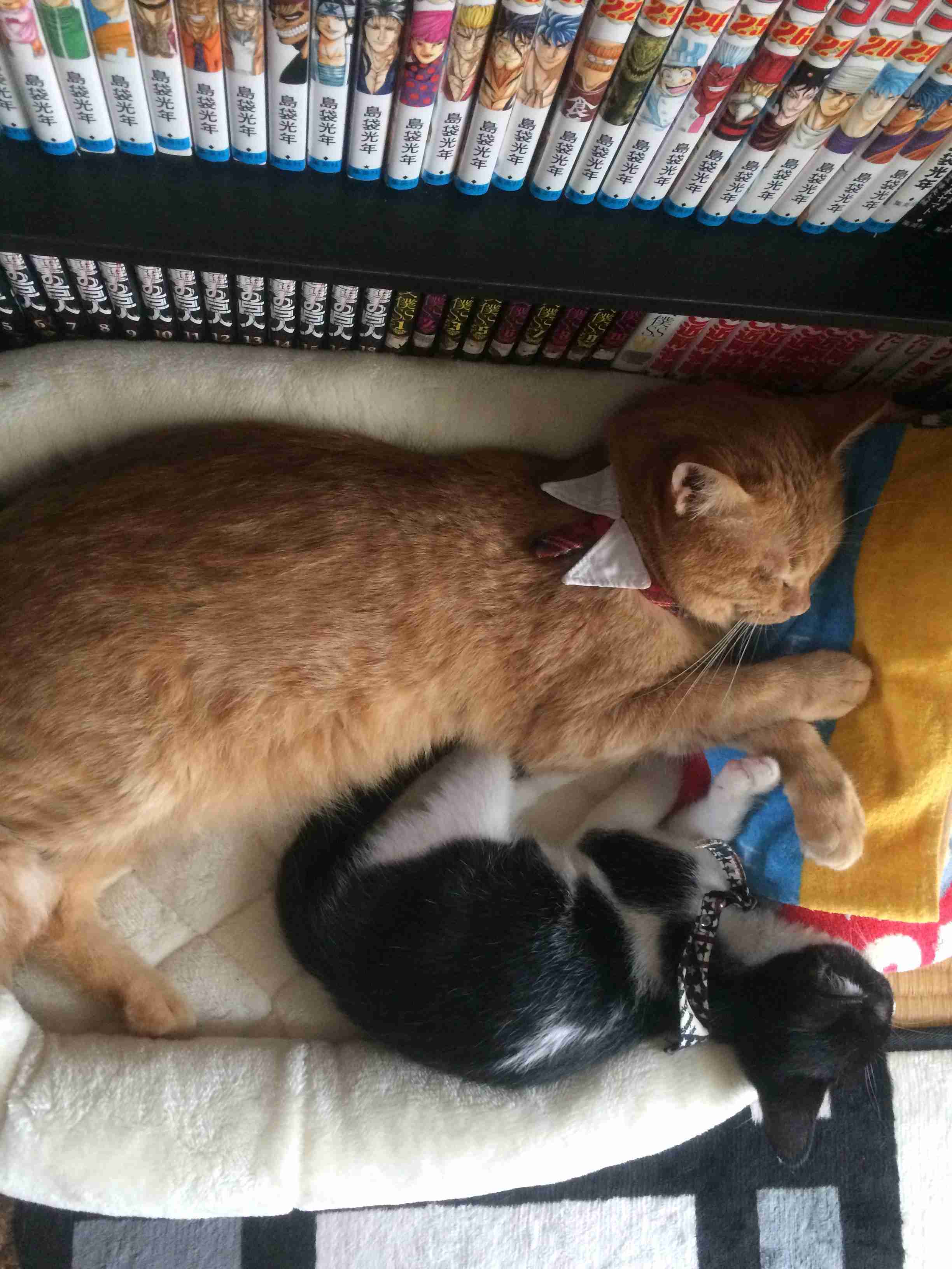 (身バレしない程度に)お宅の猫ちゃん見せてください！part8