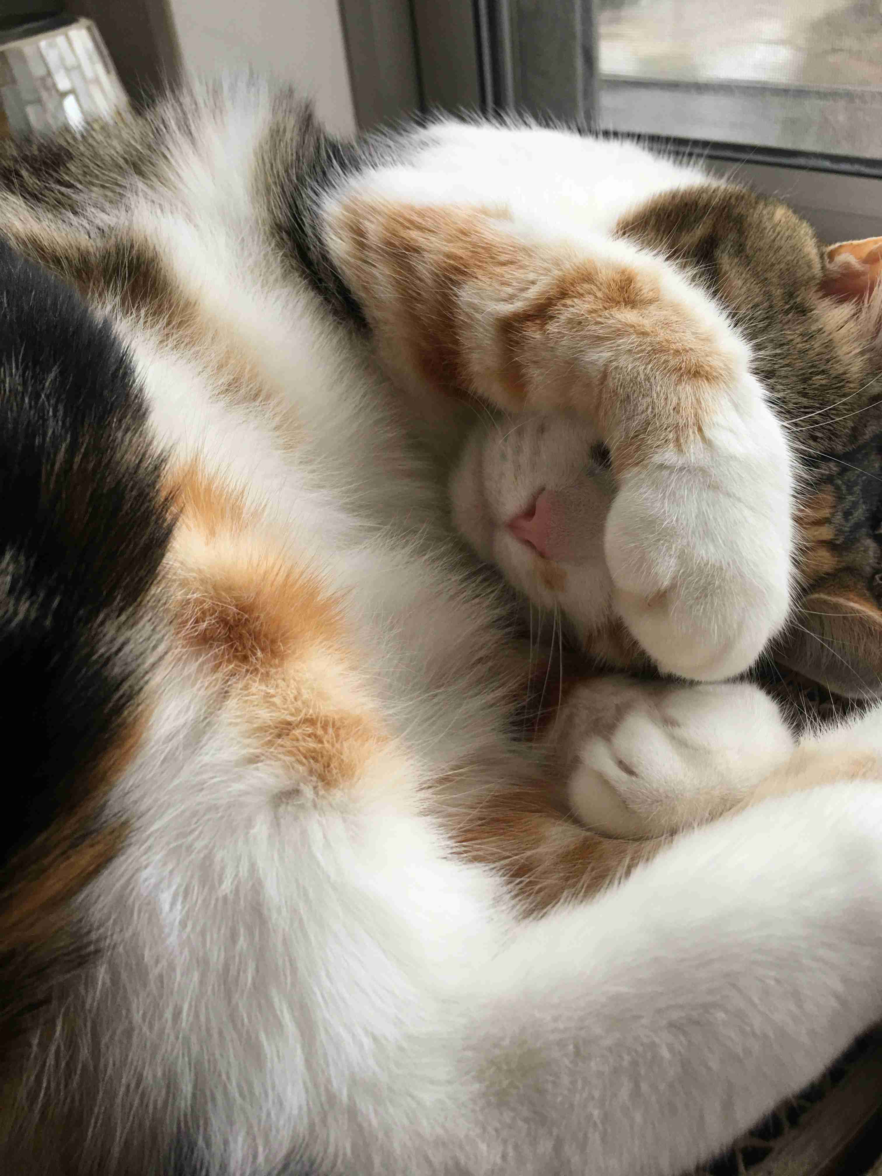 (身バレしない程度に)お宅の猫ちゃん見せてください！part8