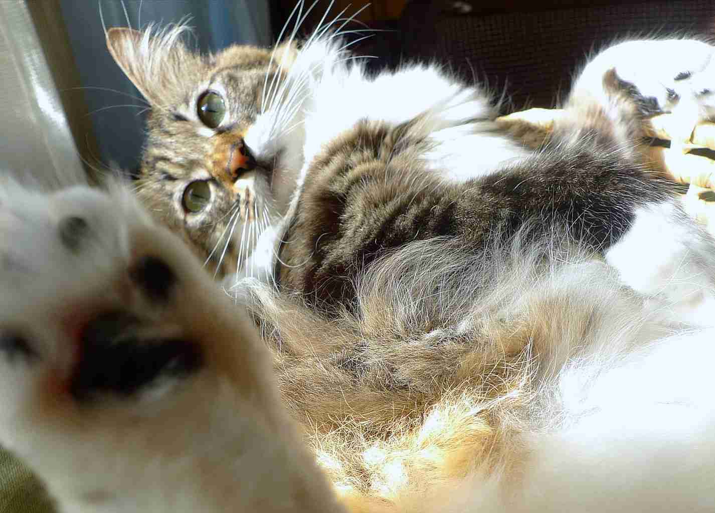 (身バレしない程度に)お宅の猫ちゃん見せてください！part8