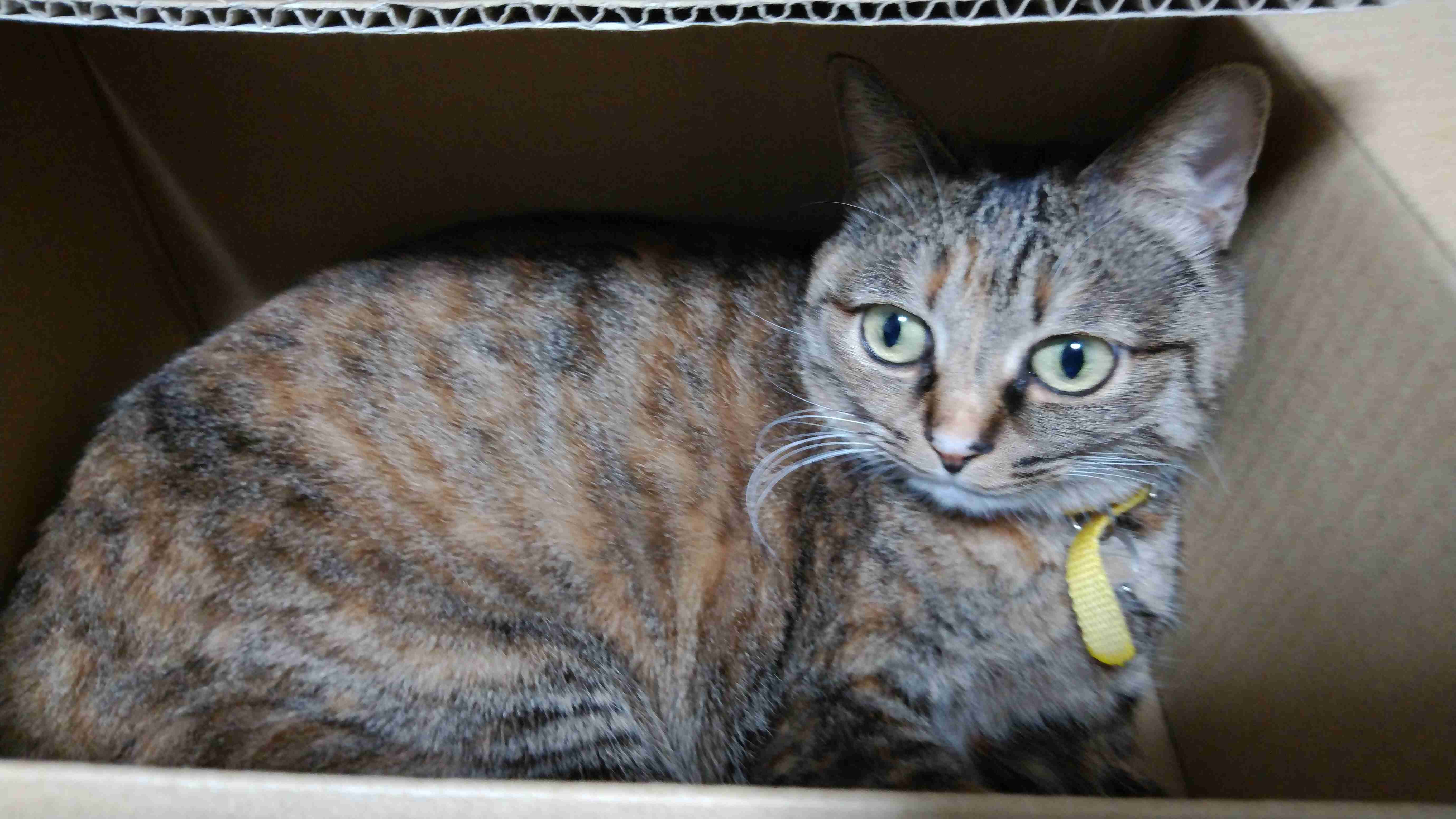 (身バレしない程度に)お宅の猫ちゃん見せてください！part8