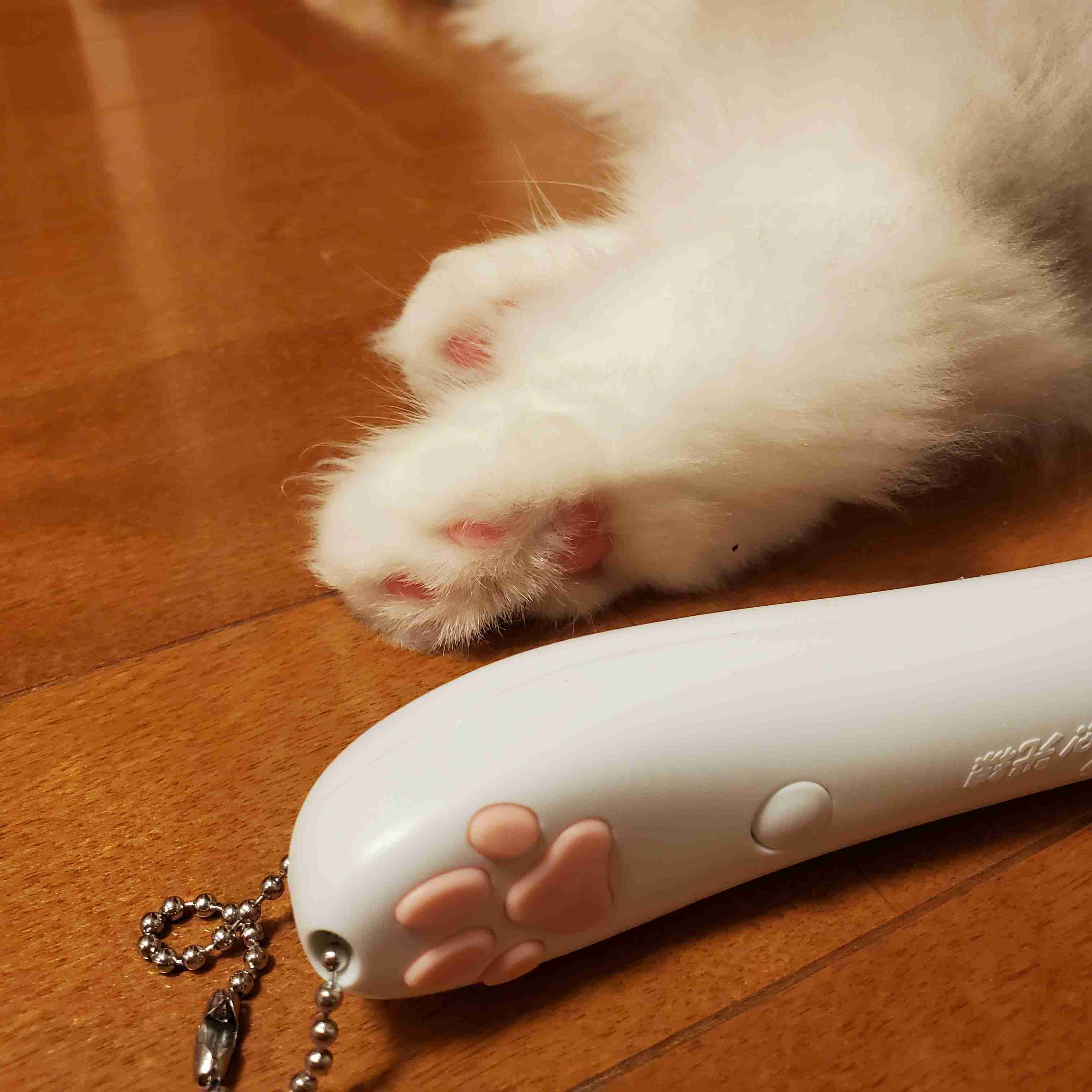 (身バレしない程度に)お宅の猫ちゃん見せてください！part8