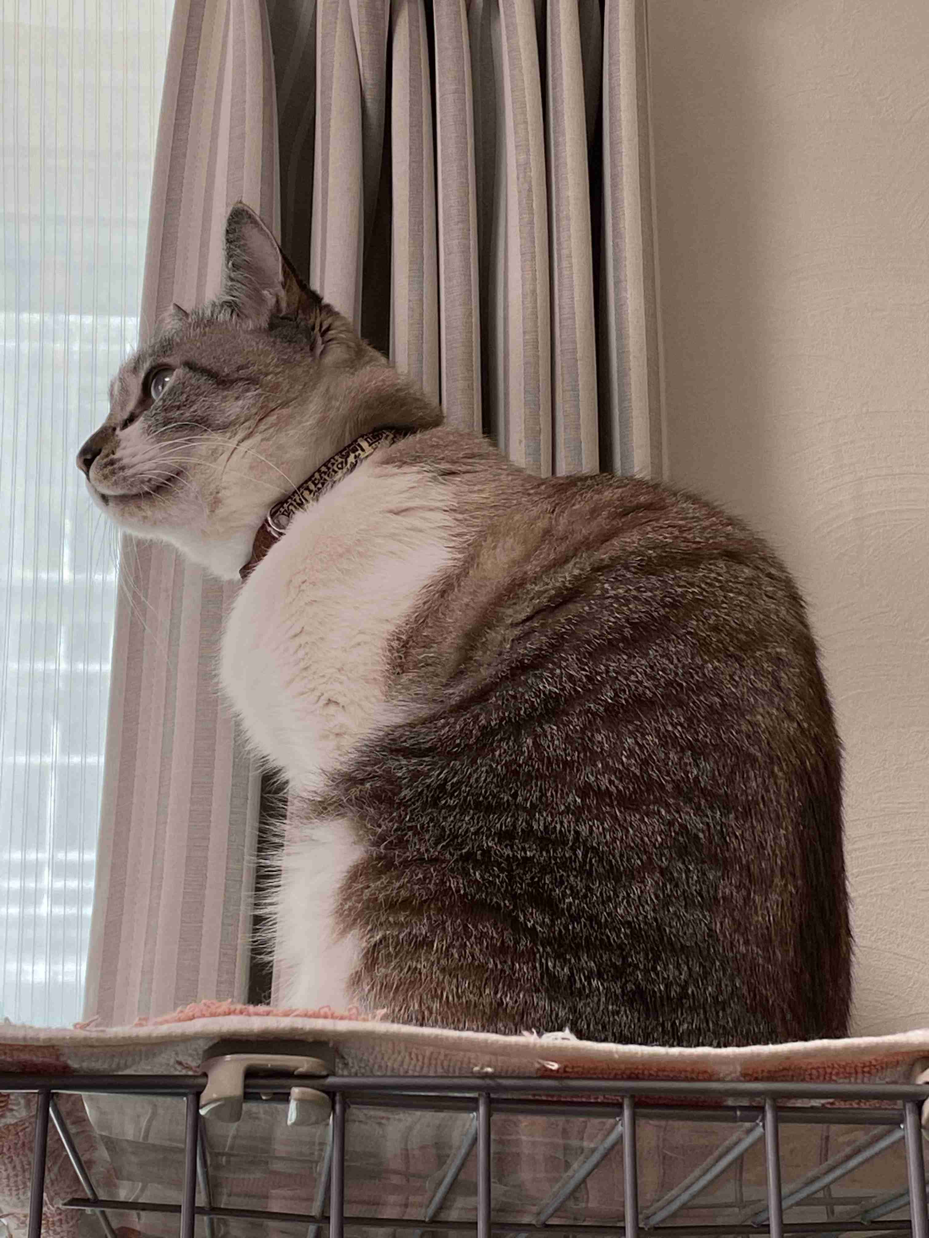 (身バレしない程度に)お宅の猫ちゃん見せてください！part8