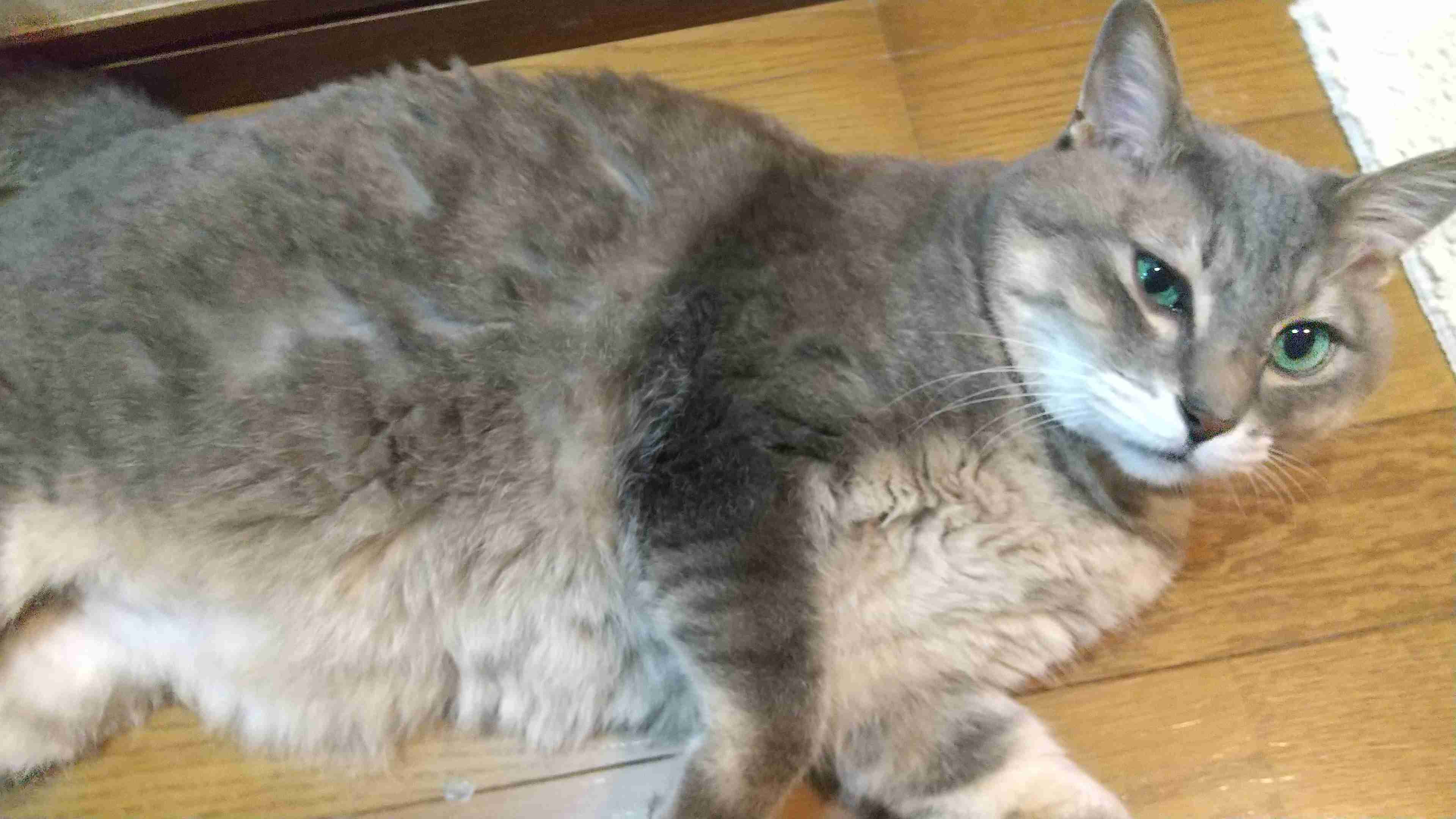 (身バレしない程度に)お宅の猫ちゃん見せてください！part8