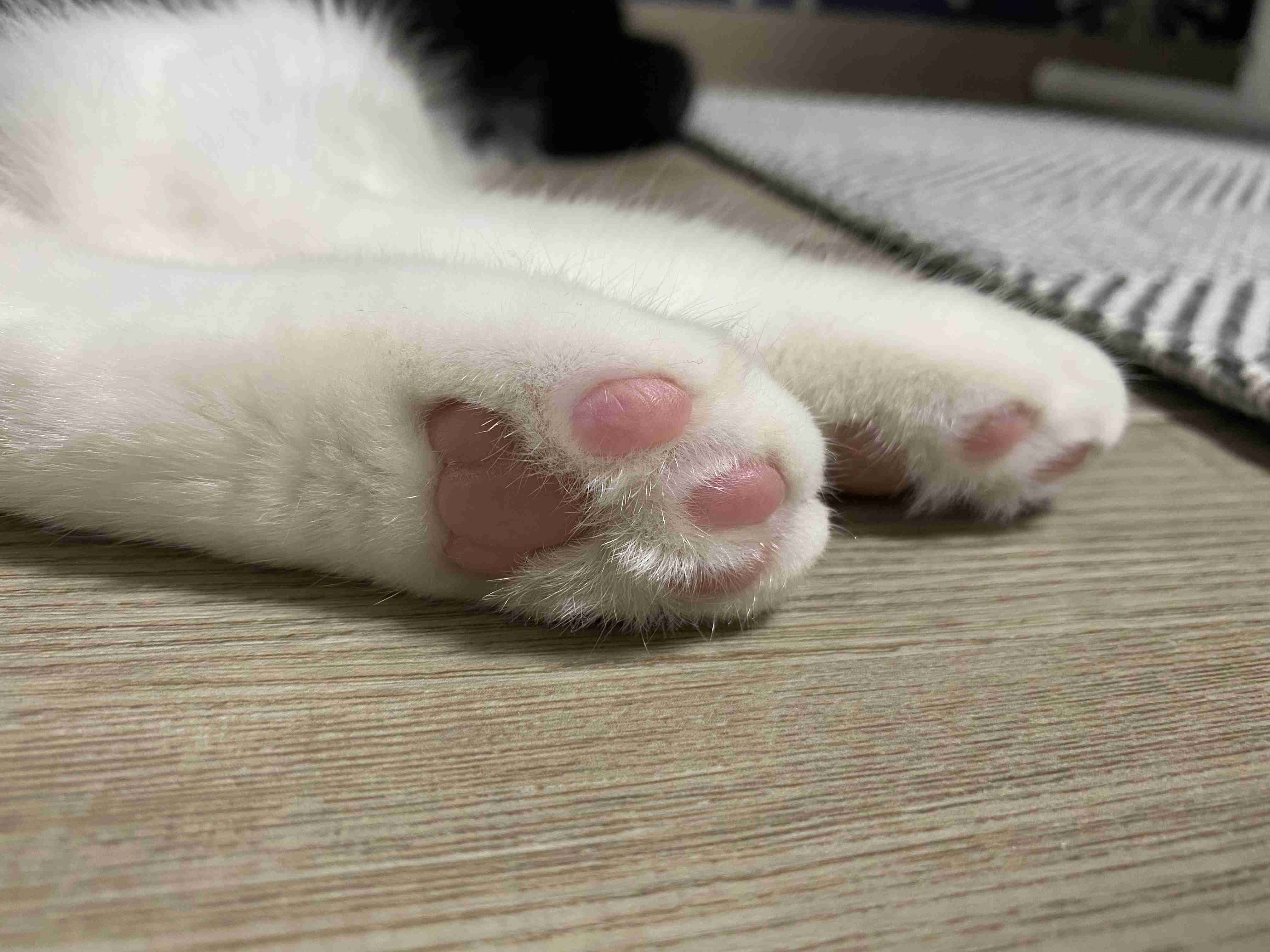 (身バレしない程度に)お宅の猫ちゃん見せてください！part8