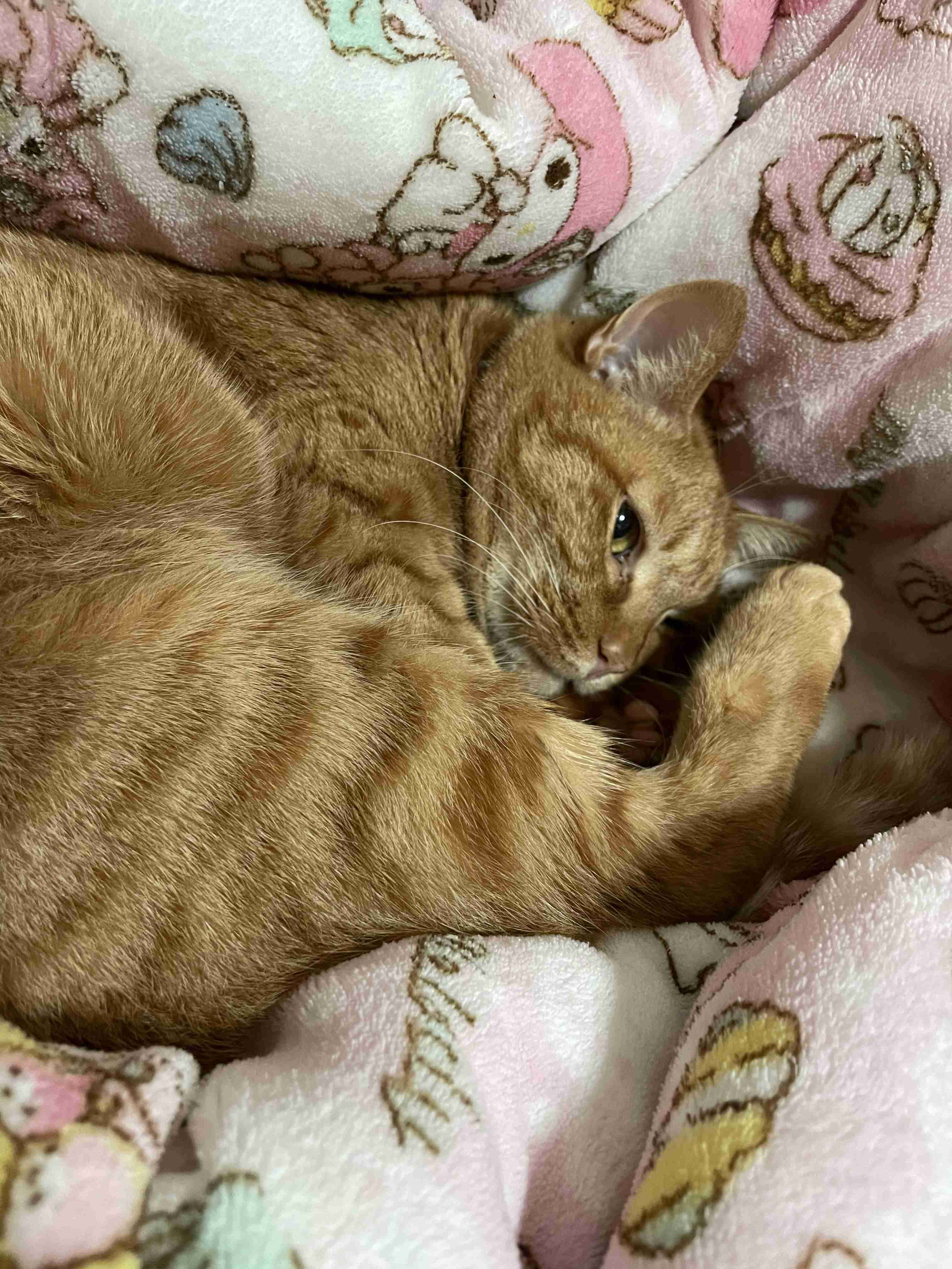 (身バレしない程度に)お宅の猫ちゃん見せてください！part8