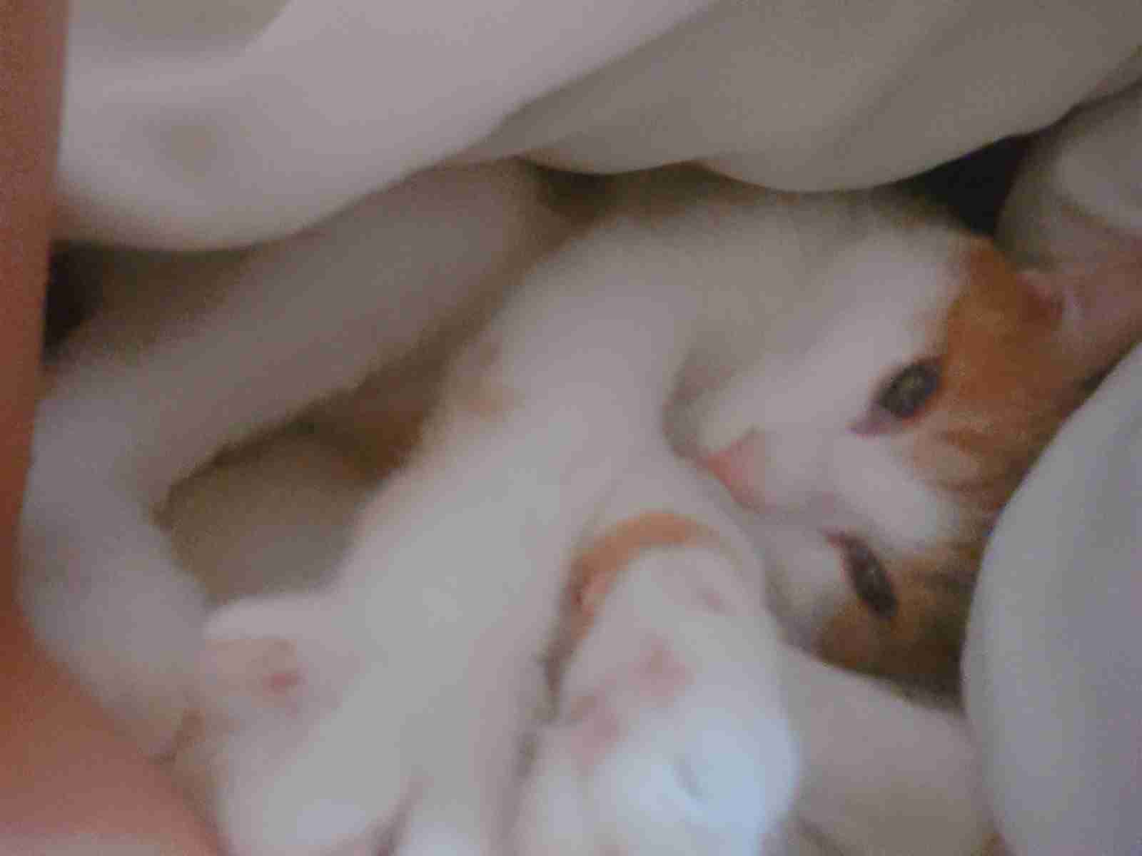 (身バレしない程度に)お宅の猫ちゃん見せてください！part8