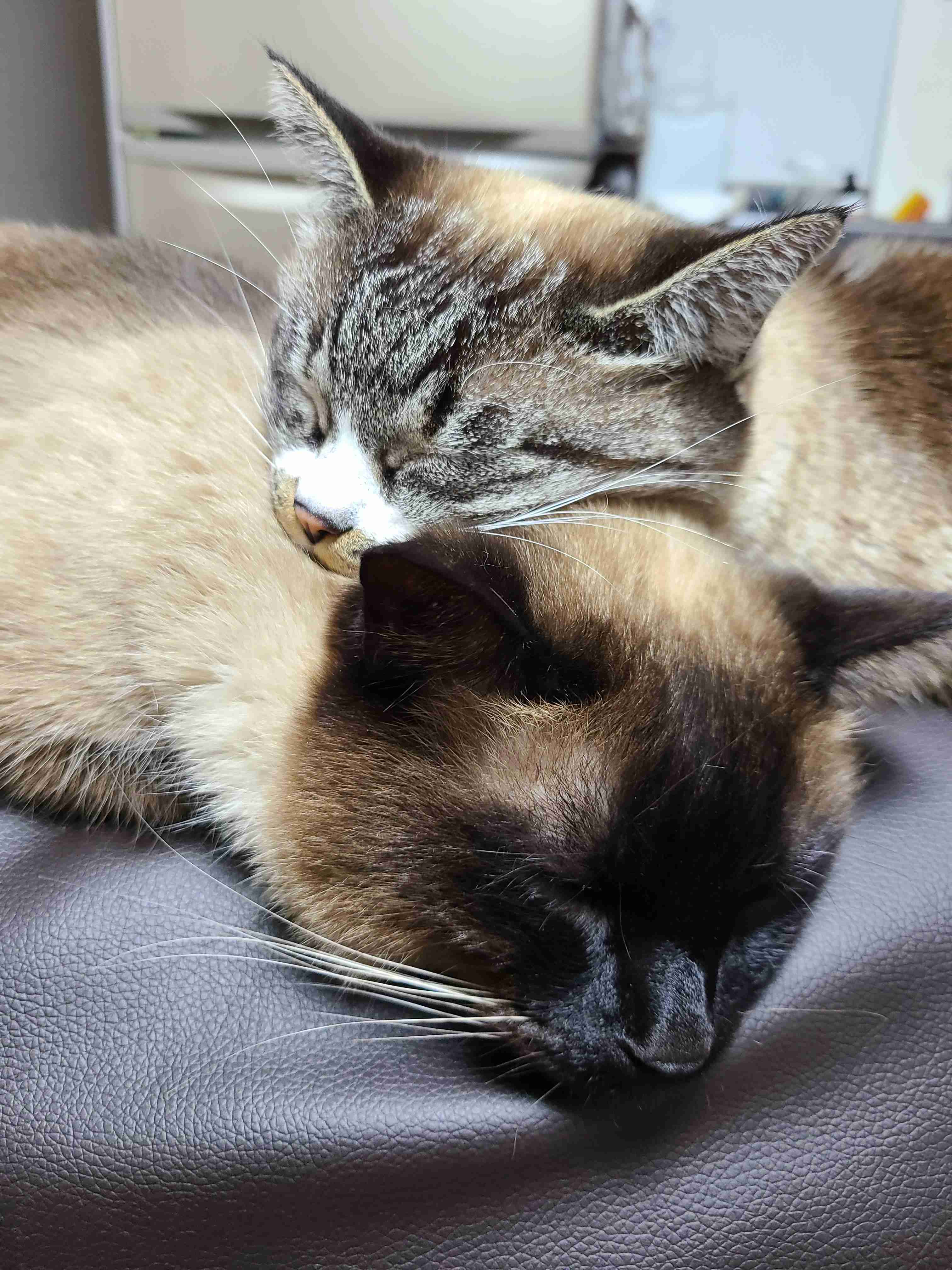 (身バレしない程度に)お宅の猫ちゃん見せてください！part8