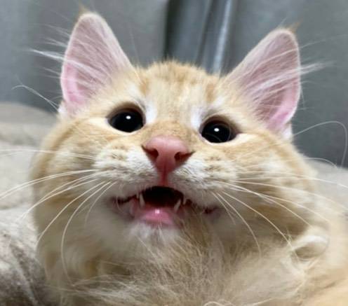 (身バレしない程度に)お宅の猫ちゃん見せてください！part8