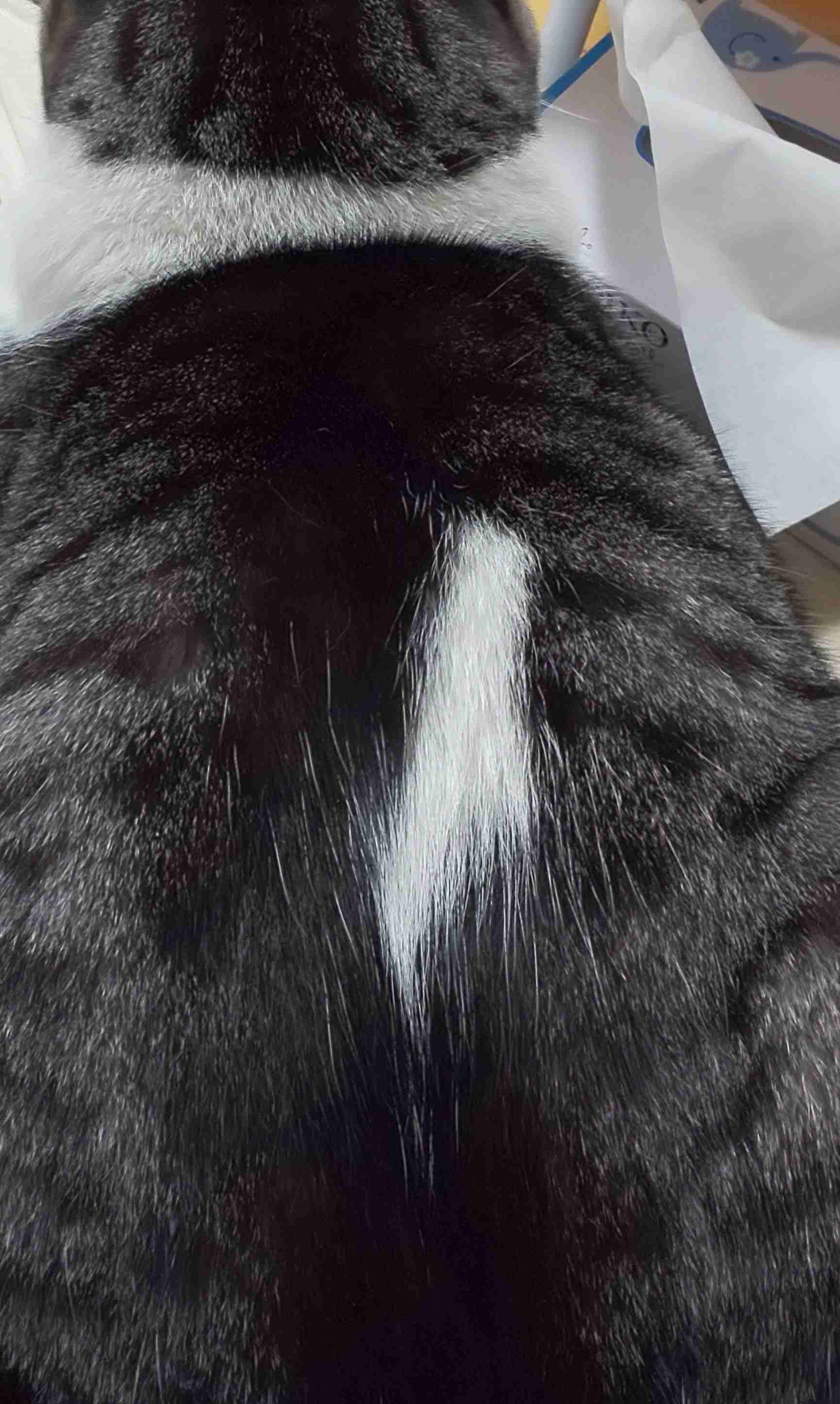 (身バレしない程度に)お宅の猫ちゃん見せてください！part8