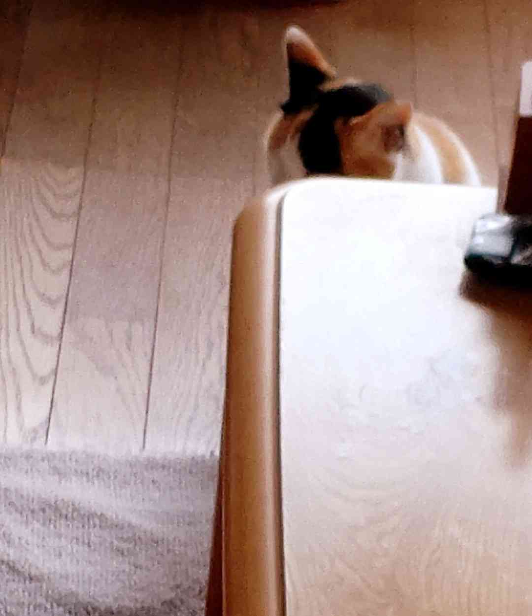 (身バレしない程度に)お宅の猫ちゃん見せてください！part8